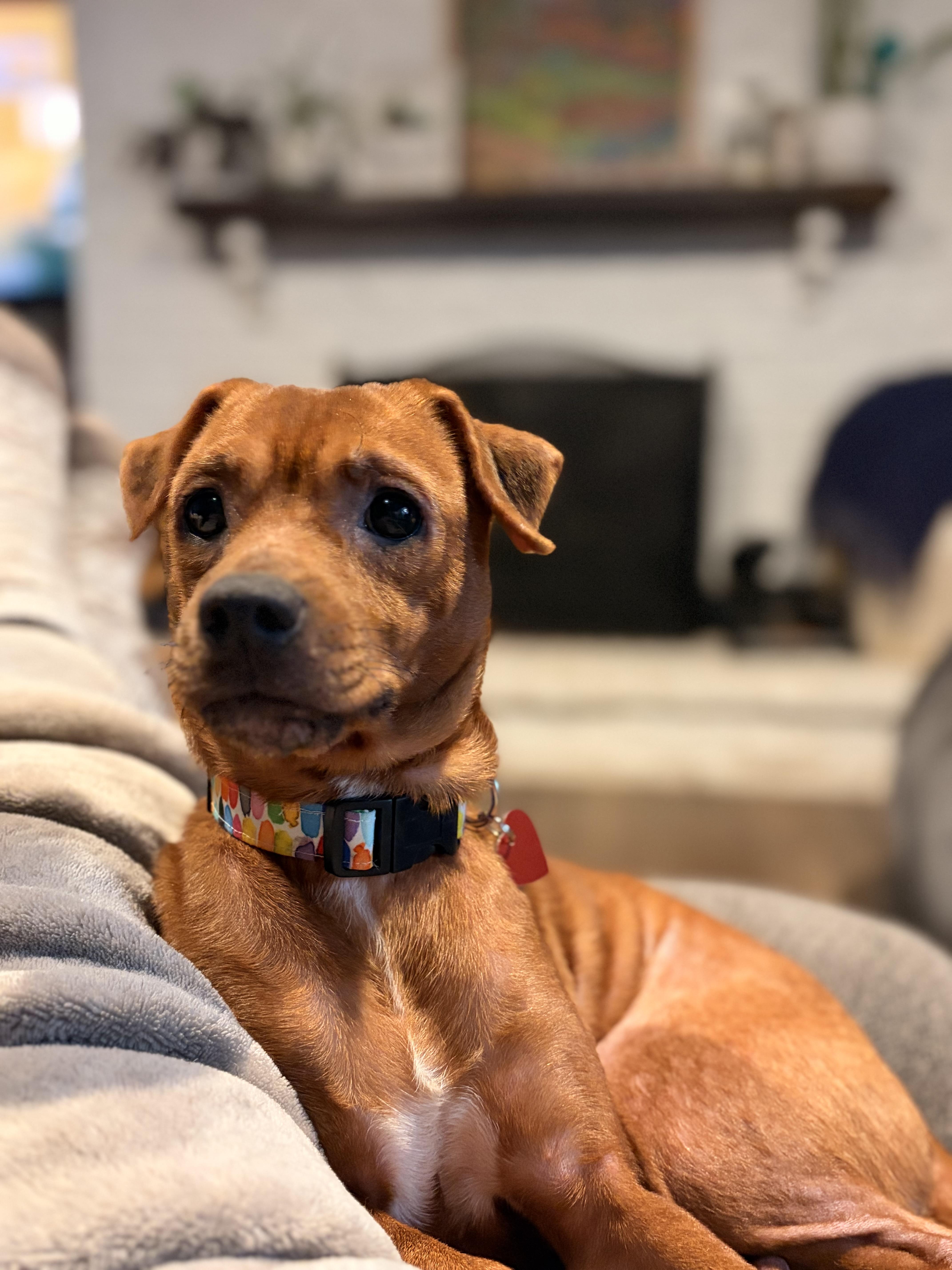 Ariel, Adoptable, Young Female Chihuahua & Miniature Pinscher.