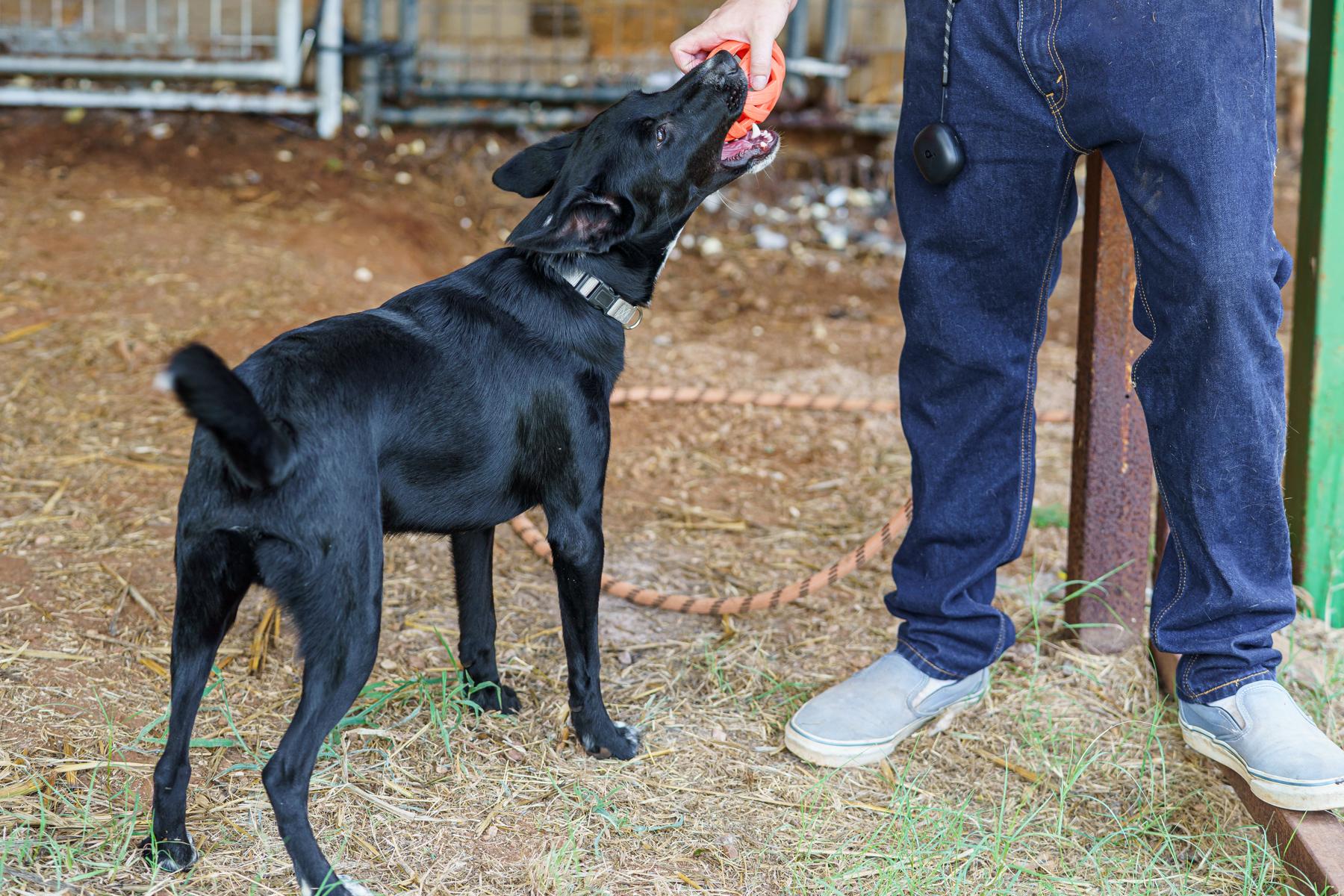 Enlarge Feta, a Adoptable mixed breed in Marble Falls, TX image 3/6