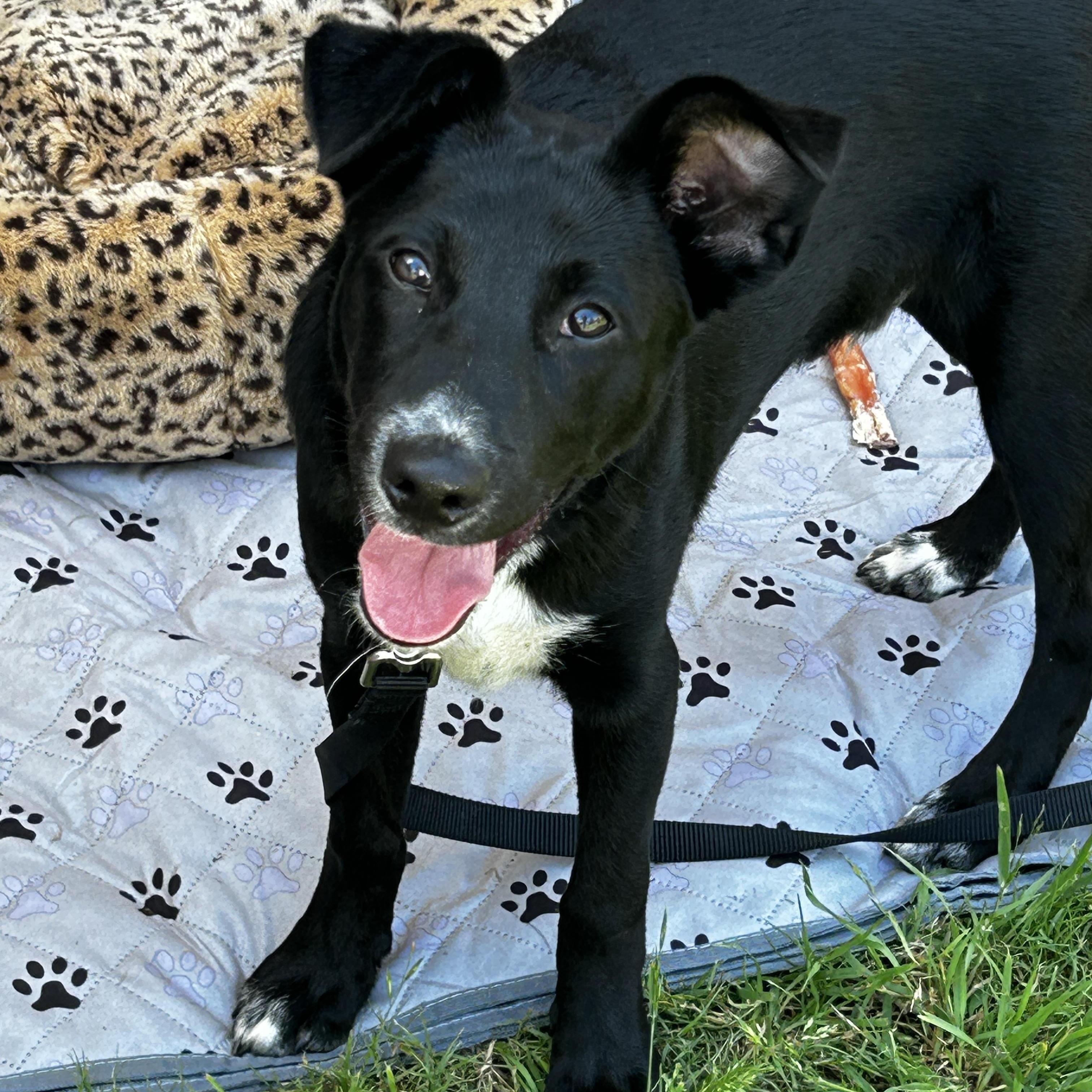 Feta, a Adoptable mixed breed in LAMPASAS, TX image 1/6