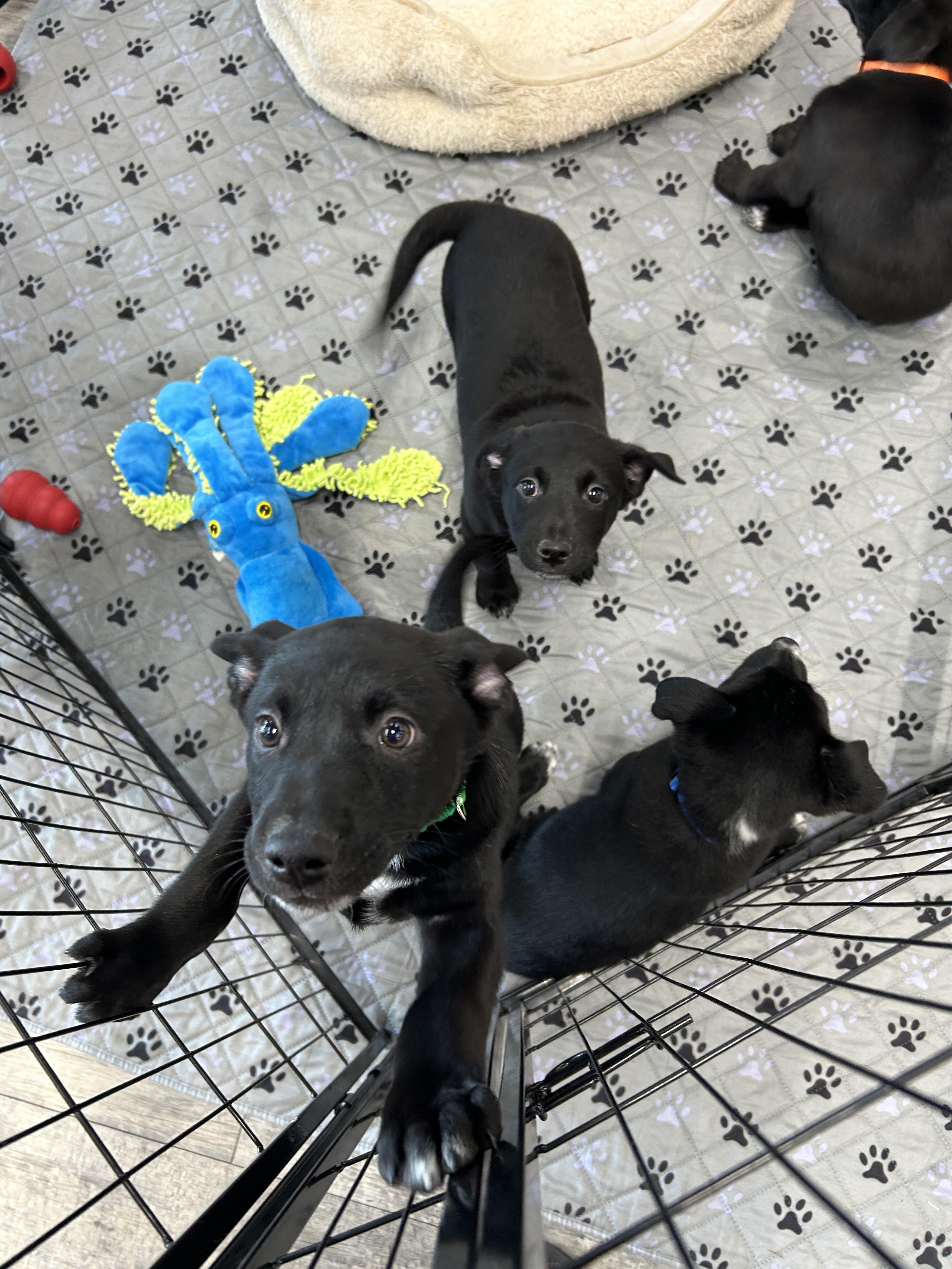 Feta, a Adoptable mixed breed in LAMPASAS, TX image 5/6