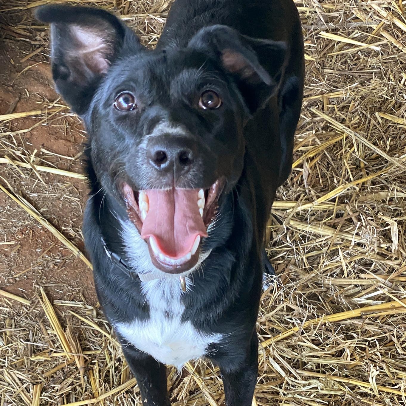 Feta, Adoptable, Puppy Male Border Collie & Black Labrador Retriever.