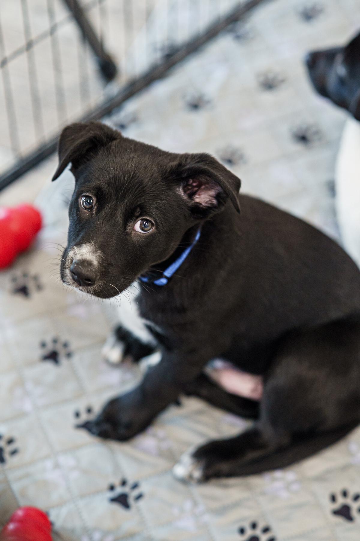 Feta, a Adoptable mixed breed in LAMPASAS, TX image 2/6