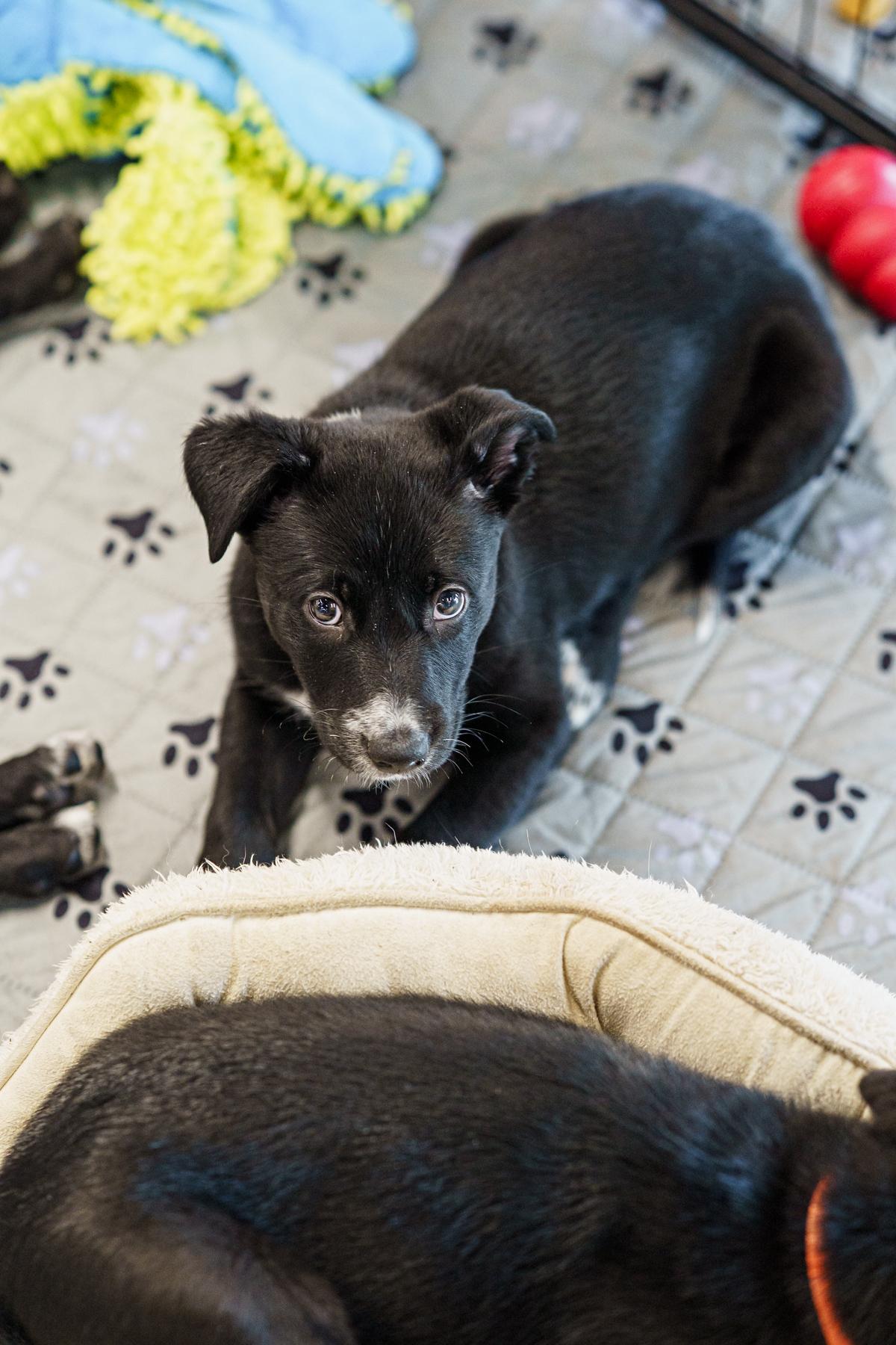 Feta, a Adoptable mixed breed in LAMPASAS, TX image 3/6