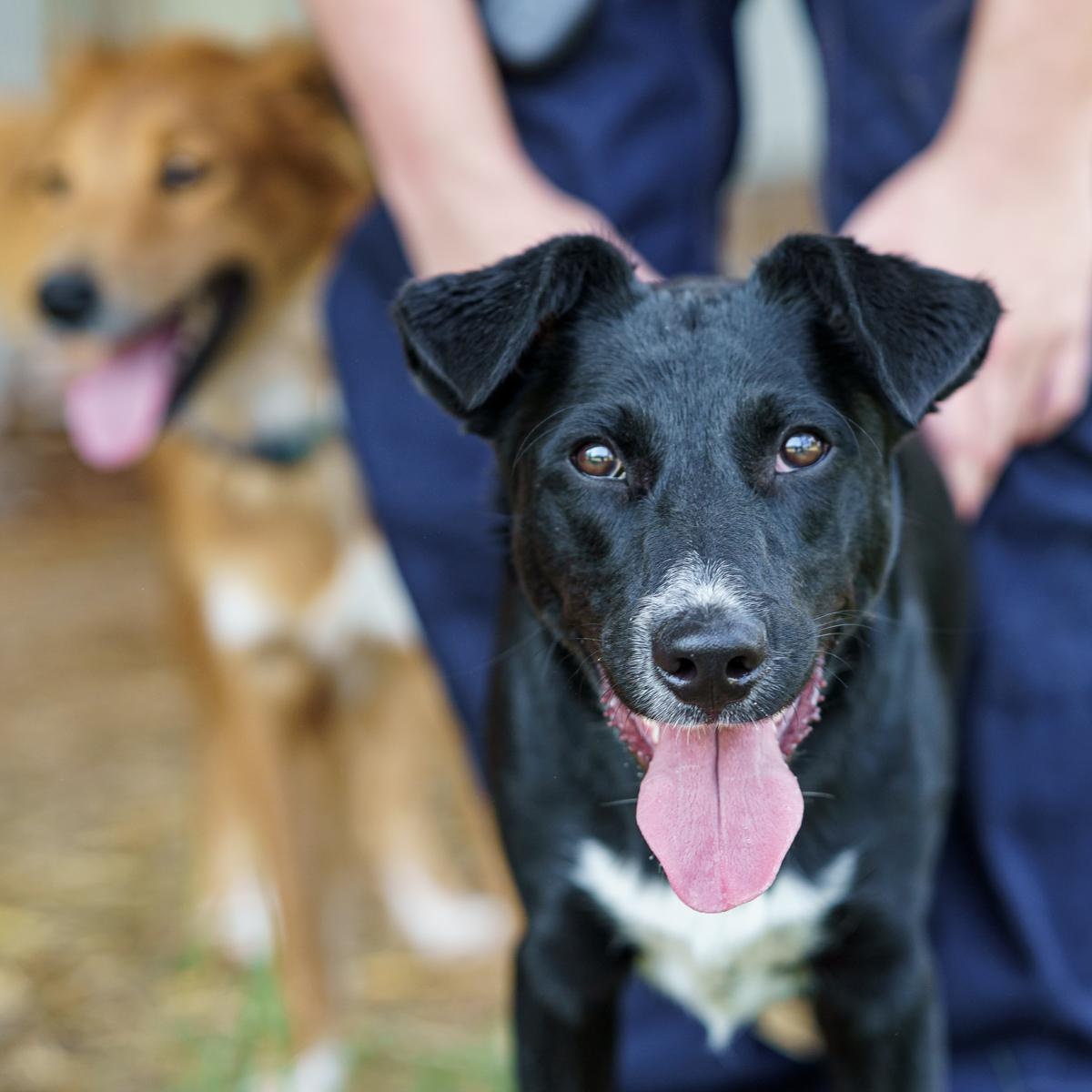 Feta, Adoptable, Puppy Male Border Collie & Black Labrador Retriever.