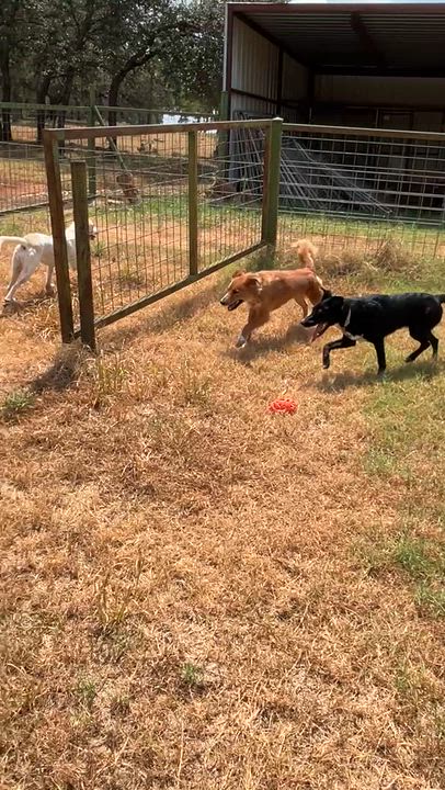 Enlarge Feta, a Adoptable mixed breed in Marble Falls, TX video 6/6