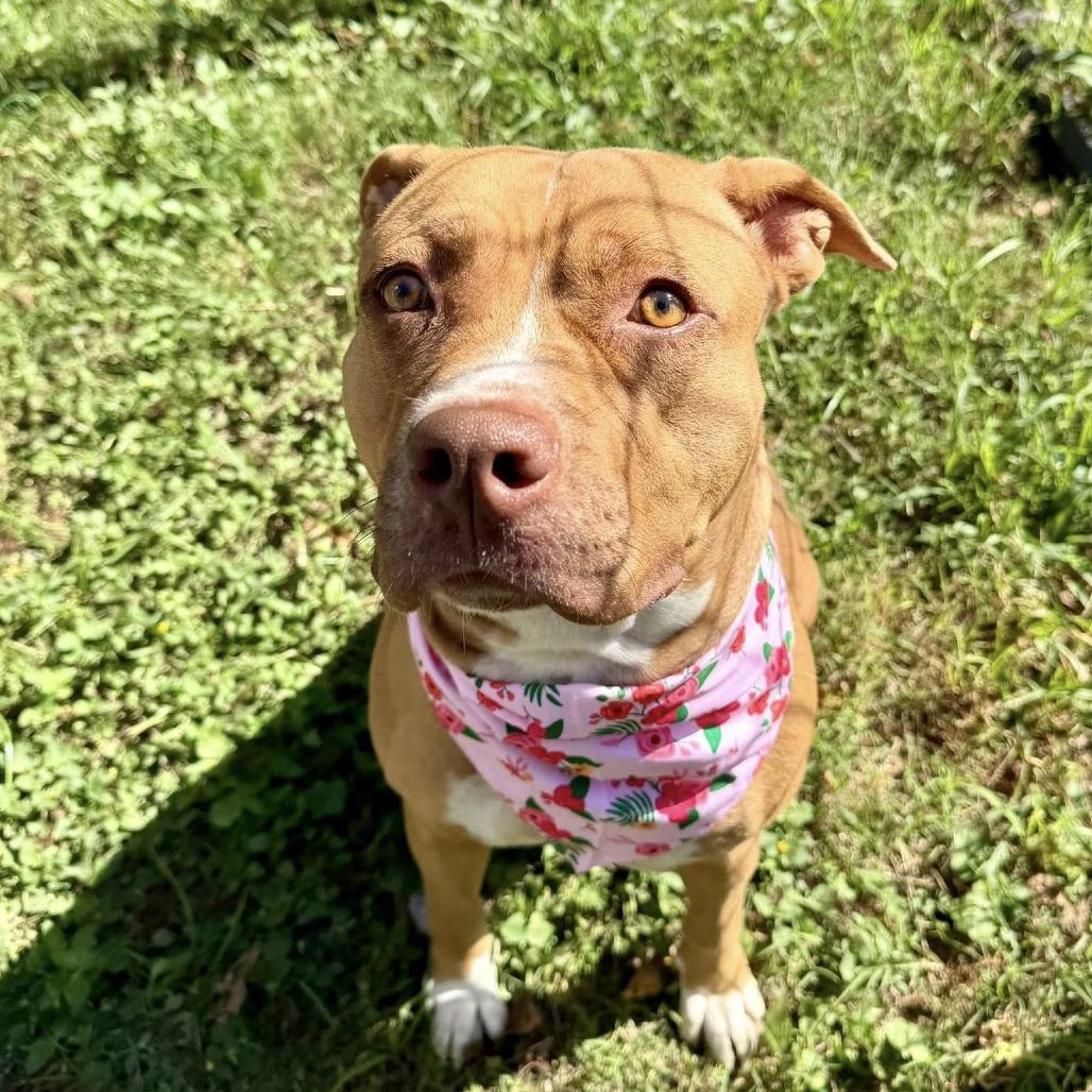 Hera, Adoptable, Adult Female American Staffordshire Terrier.