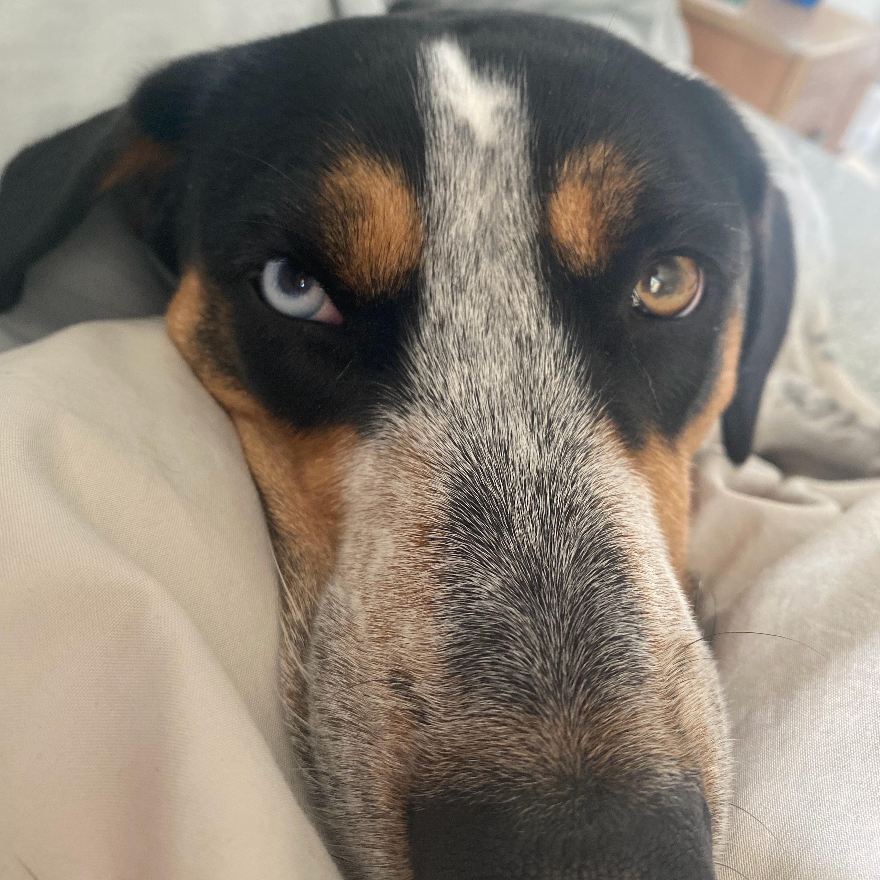 Enlarge Millie, a ADOPTABLE mixed breed in Gadsden, AL image 4/6