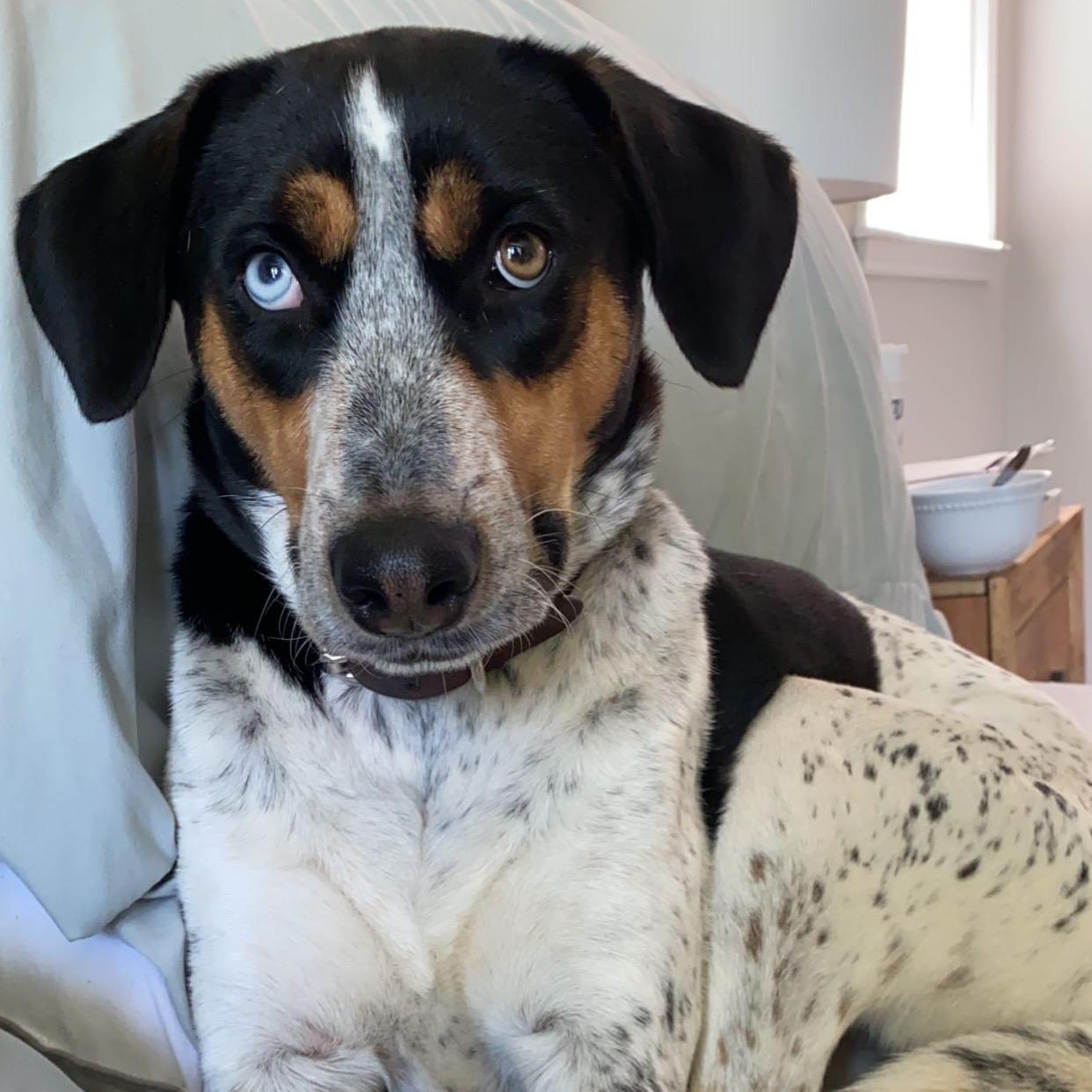 Millie, ADOPTABLE, Adult Female Australian Cattle Dog / Blue Heeler.