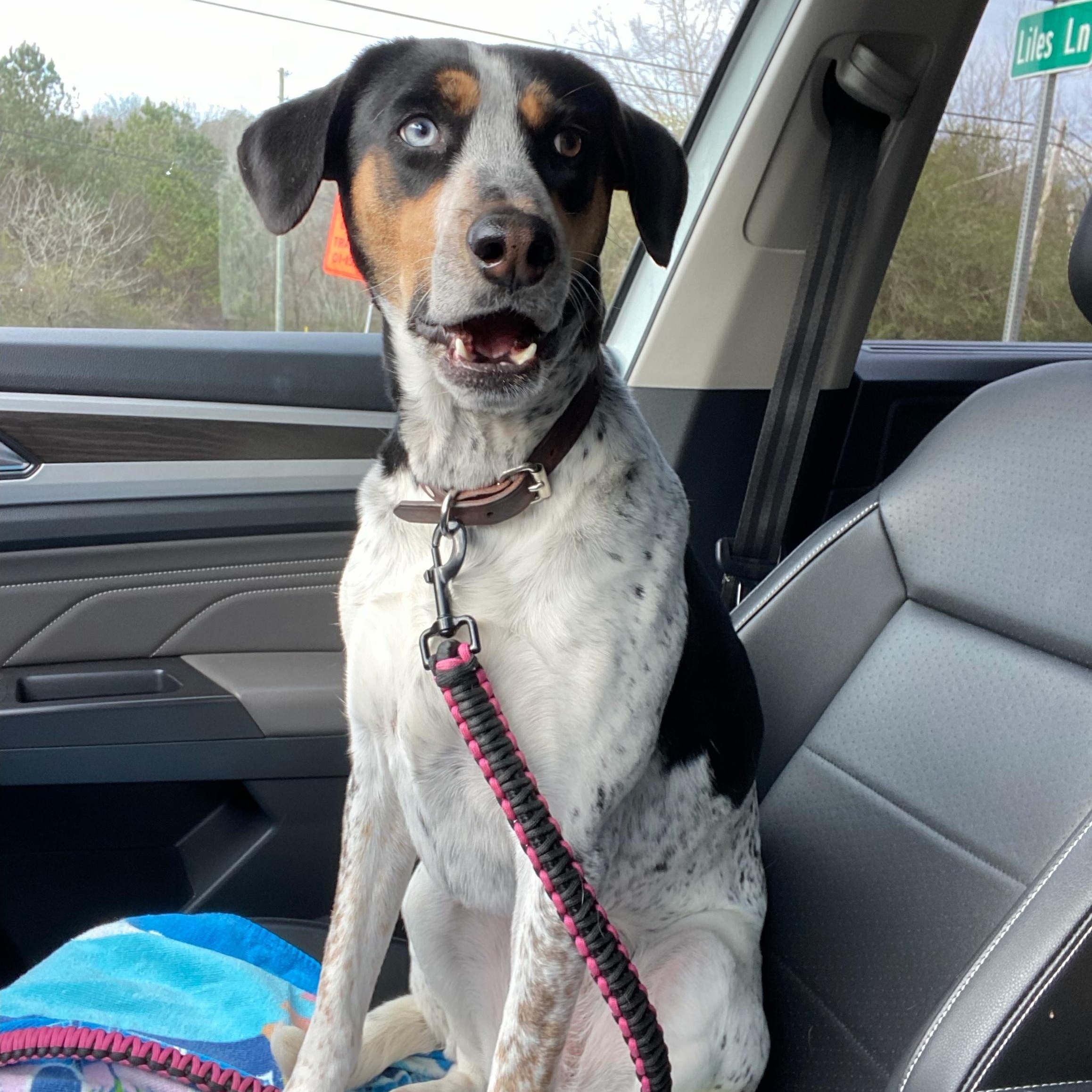 Enlarge Millie, a ADOPTABLE mixed breed in Gadsden, AL image 6/6