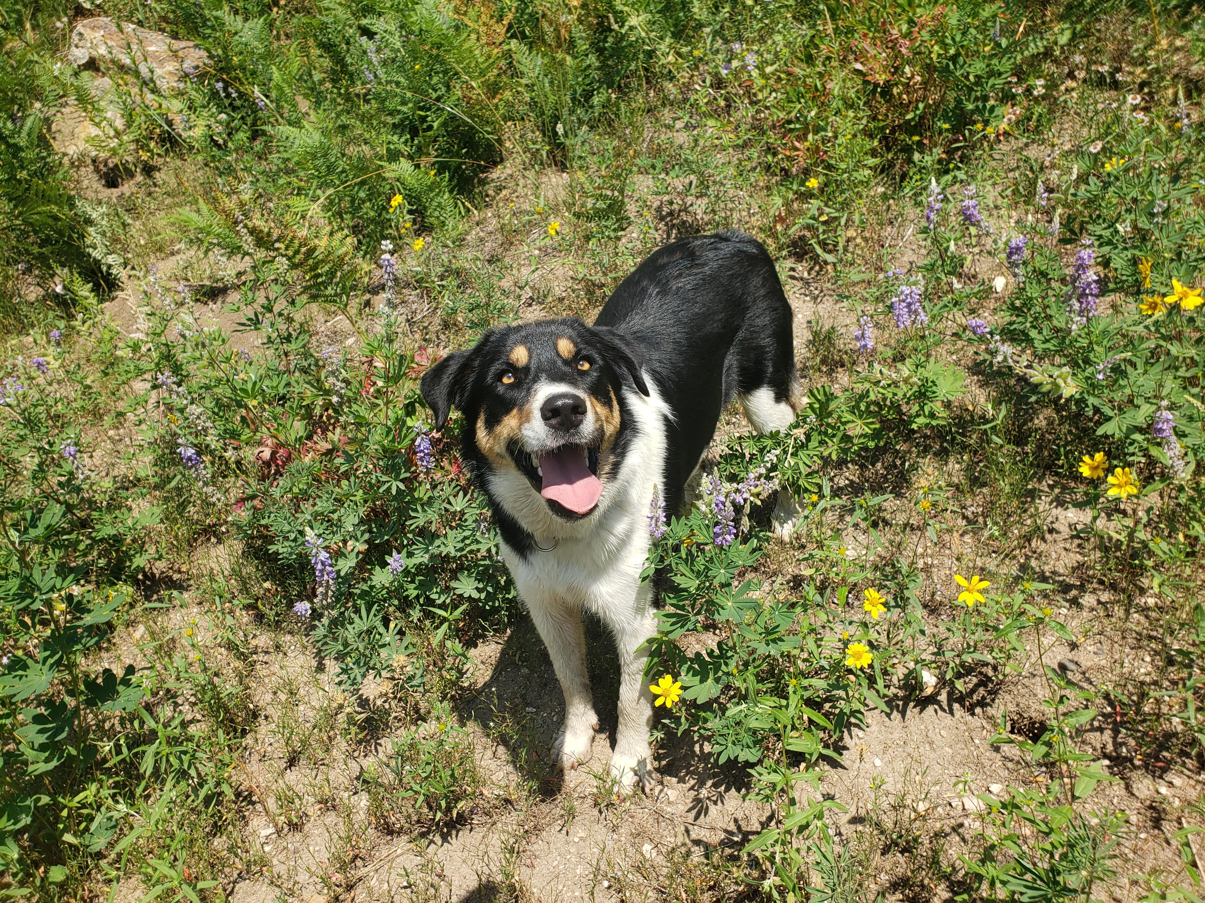 Enlarge Huey, a Adopted mixed breed in Steamboat Springs, CO image 4/6