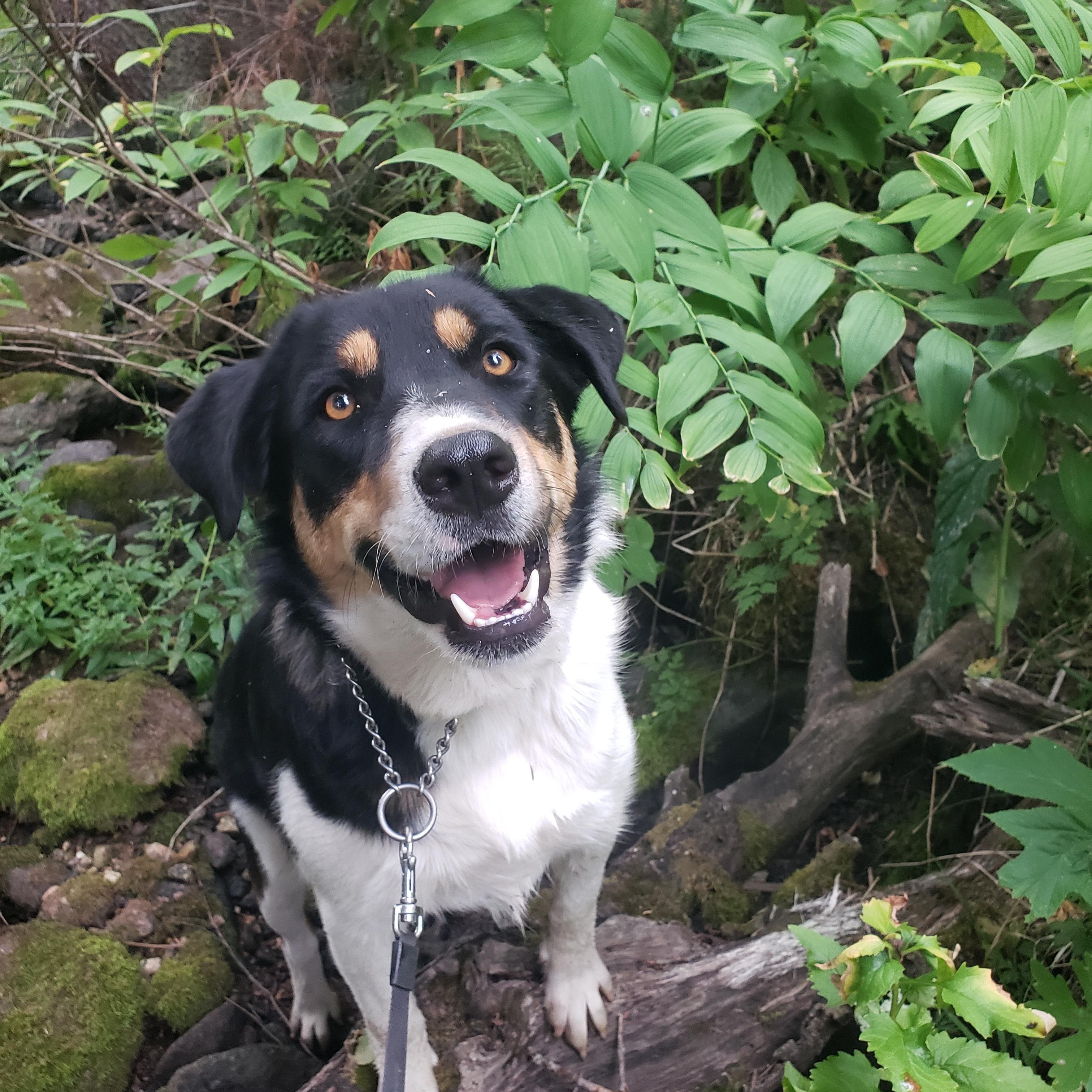 Enlarge Huey, a Adopted mixed breed in Steamboat Springs, CO image 1/6