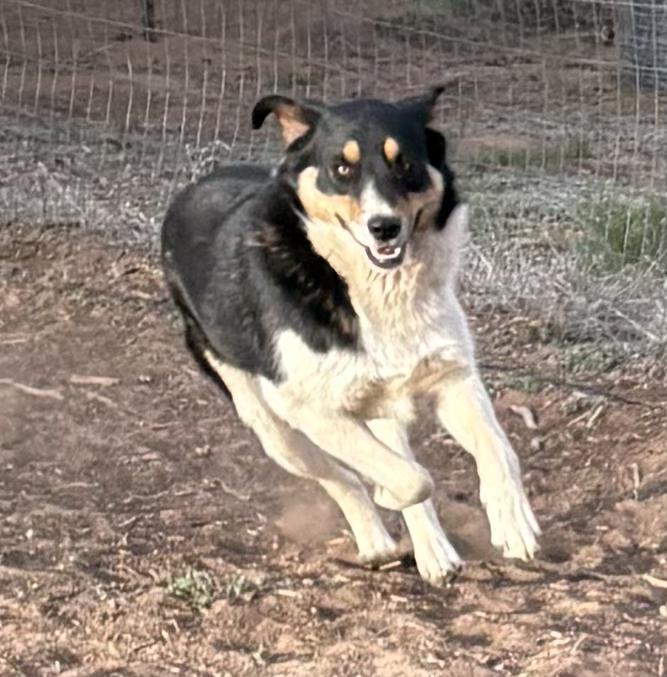 Enlarge Huey, a Adopted mixed breed in Steamboat Springs, CO image 2/6
