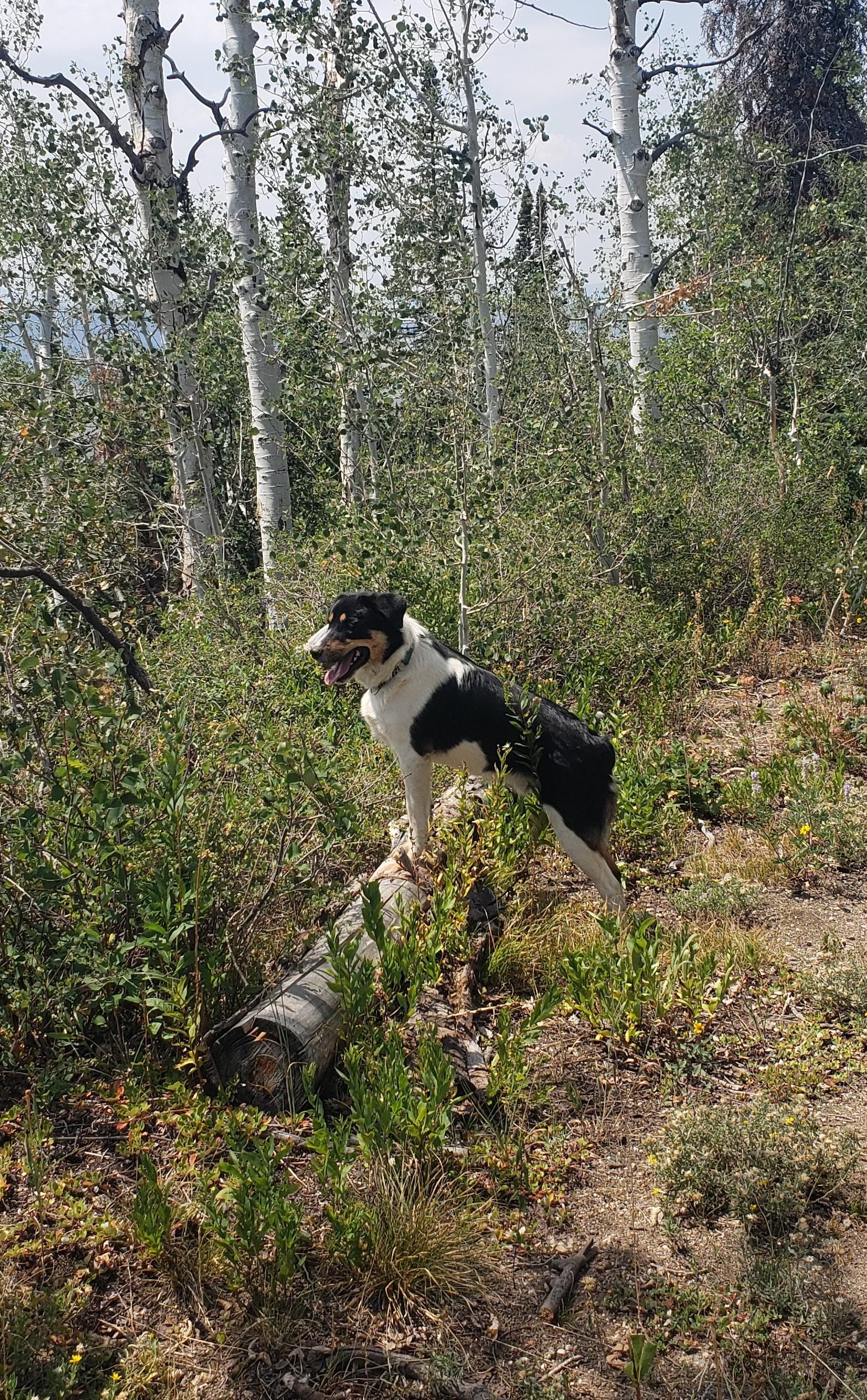Enlarge Huey, a Adopted mixed breed in Steamboat Springs, CO image 5/6