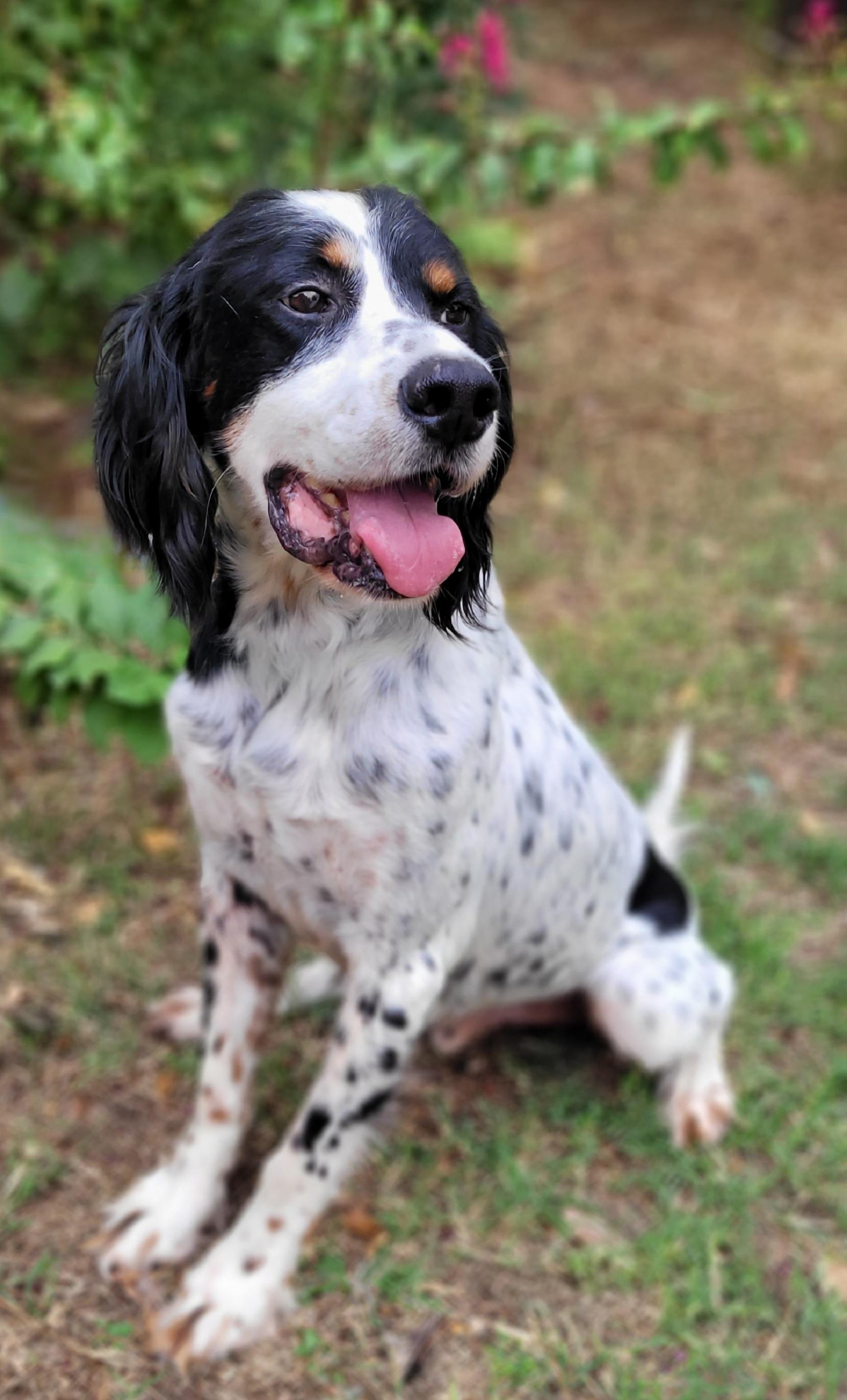 Enlarge Woody, a Adoptable English Setter in Vernon, TX image 4/4