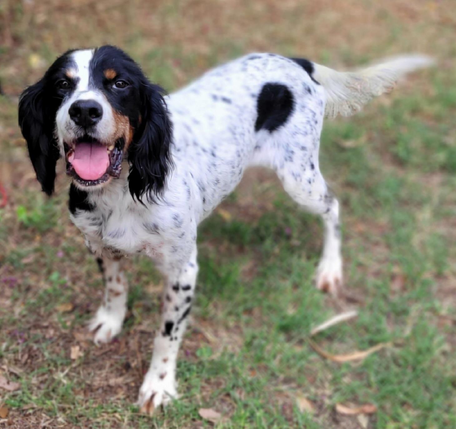 Woody, Adoptable, Adult Male English Setter.