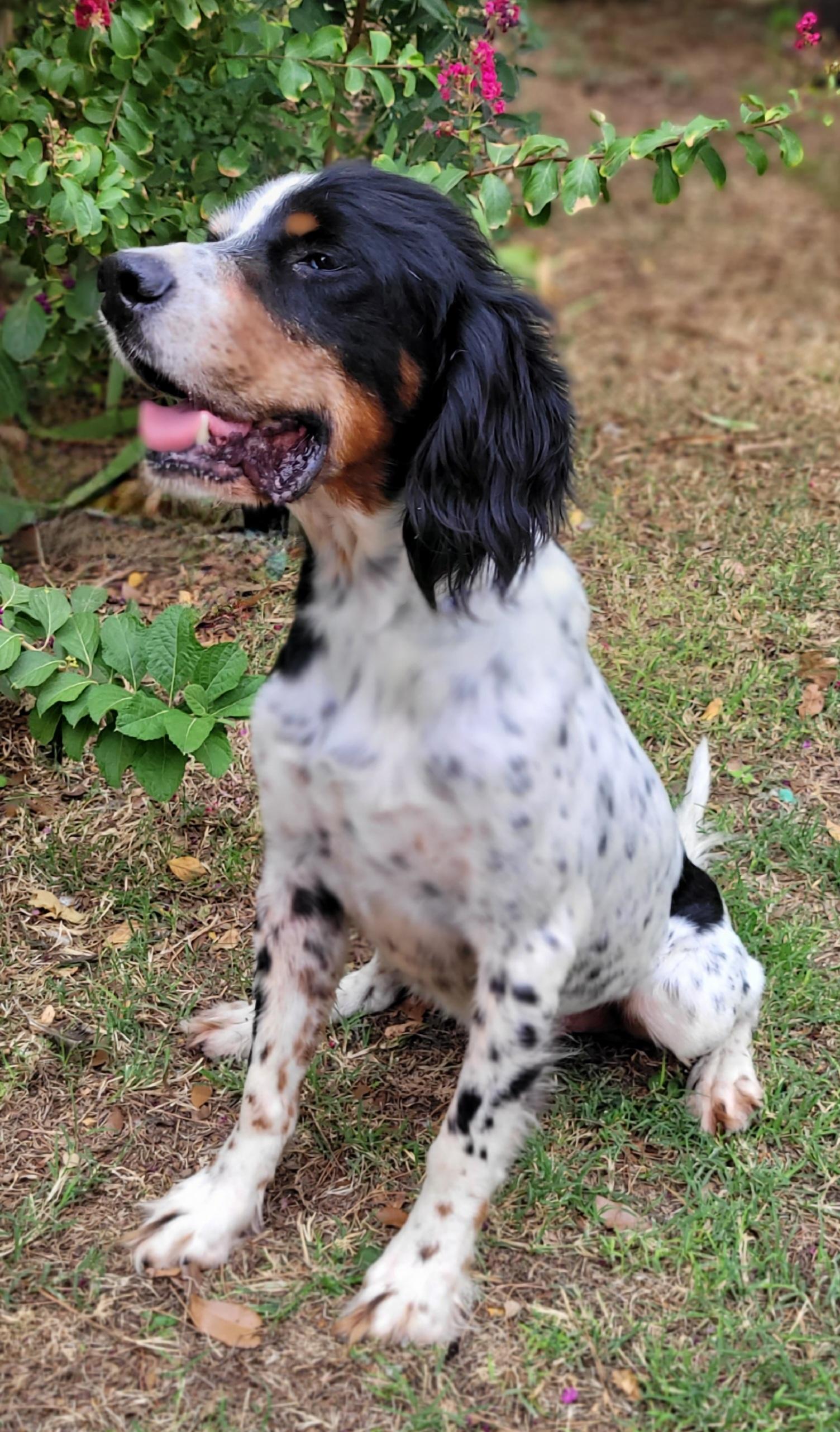 Enlarge Woody, a Adoptable English Setter in Vernon, TX image 3/4