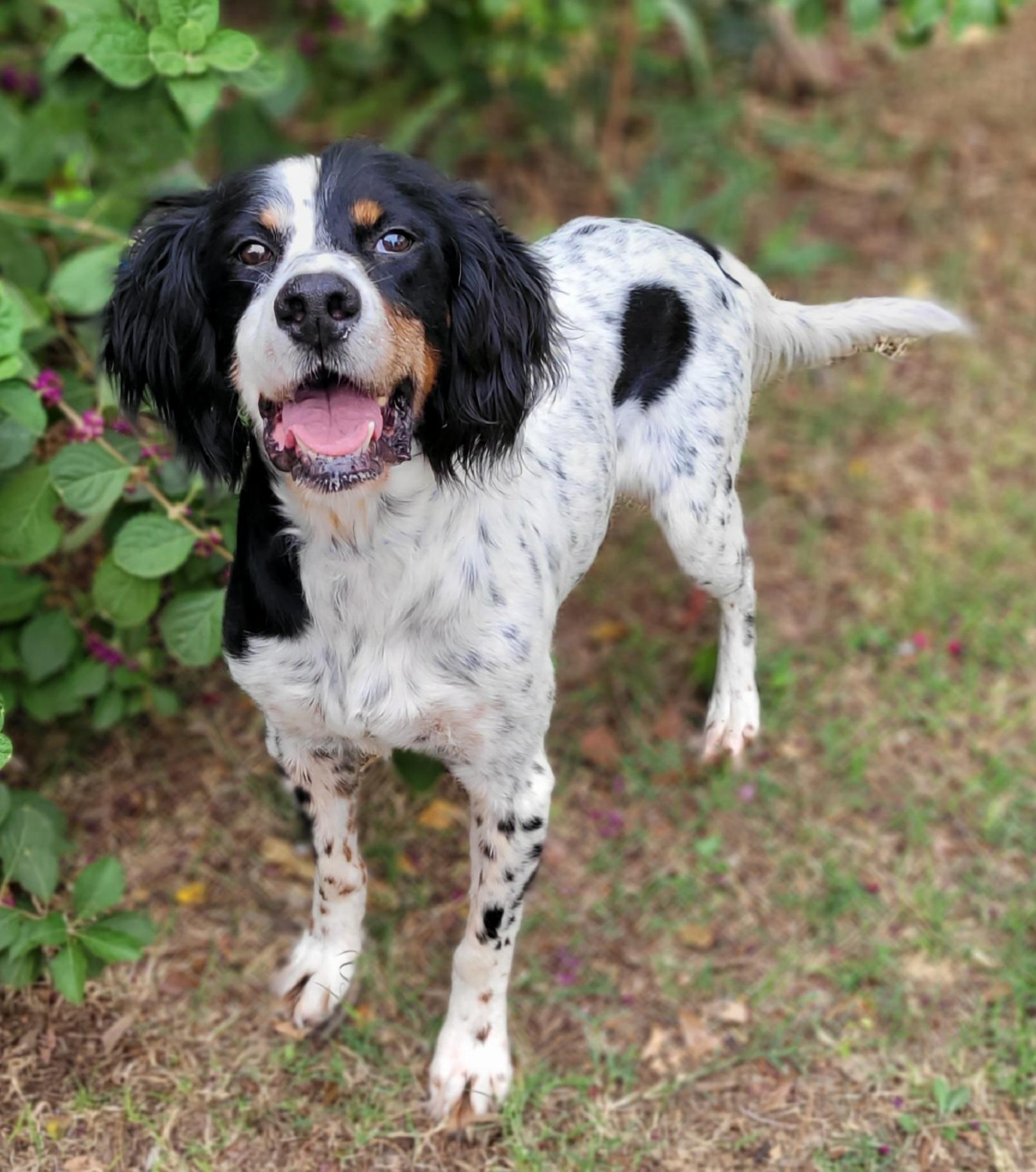 Enlarge Woody, a Adoptable English Setter in Vernon, TX image 2/4