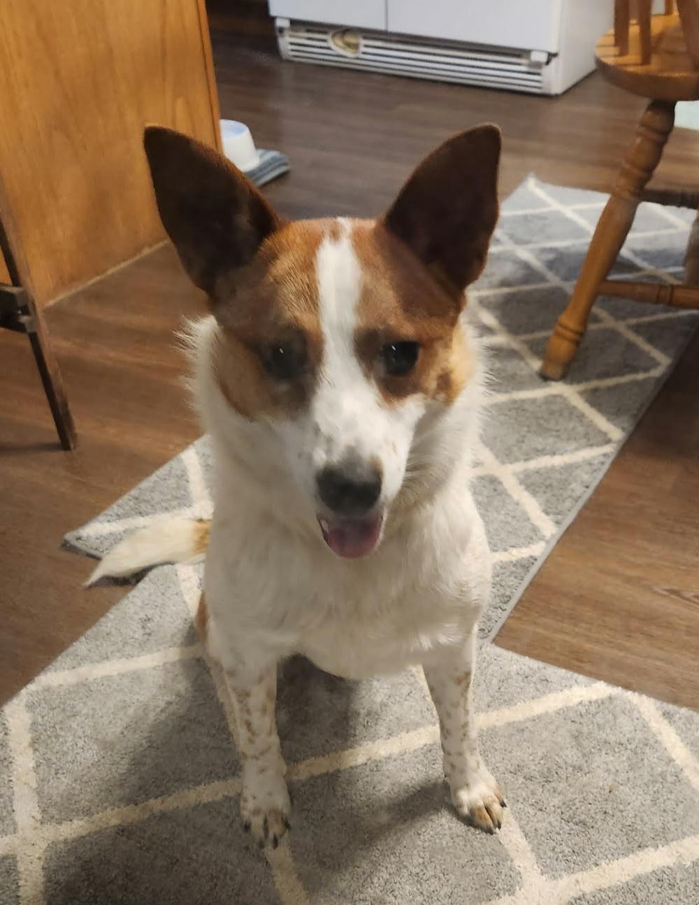Enlarge Starlight , a ADOPTABLE mixed breed in Cedar Rapids, IA image 5/6