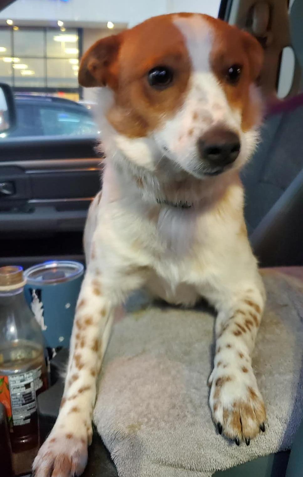 Enlarge Starlight , a ADOPTABLE mixed breed in Cedar Rapids, IA image 4/6