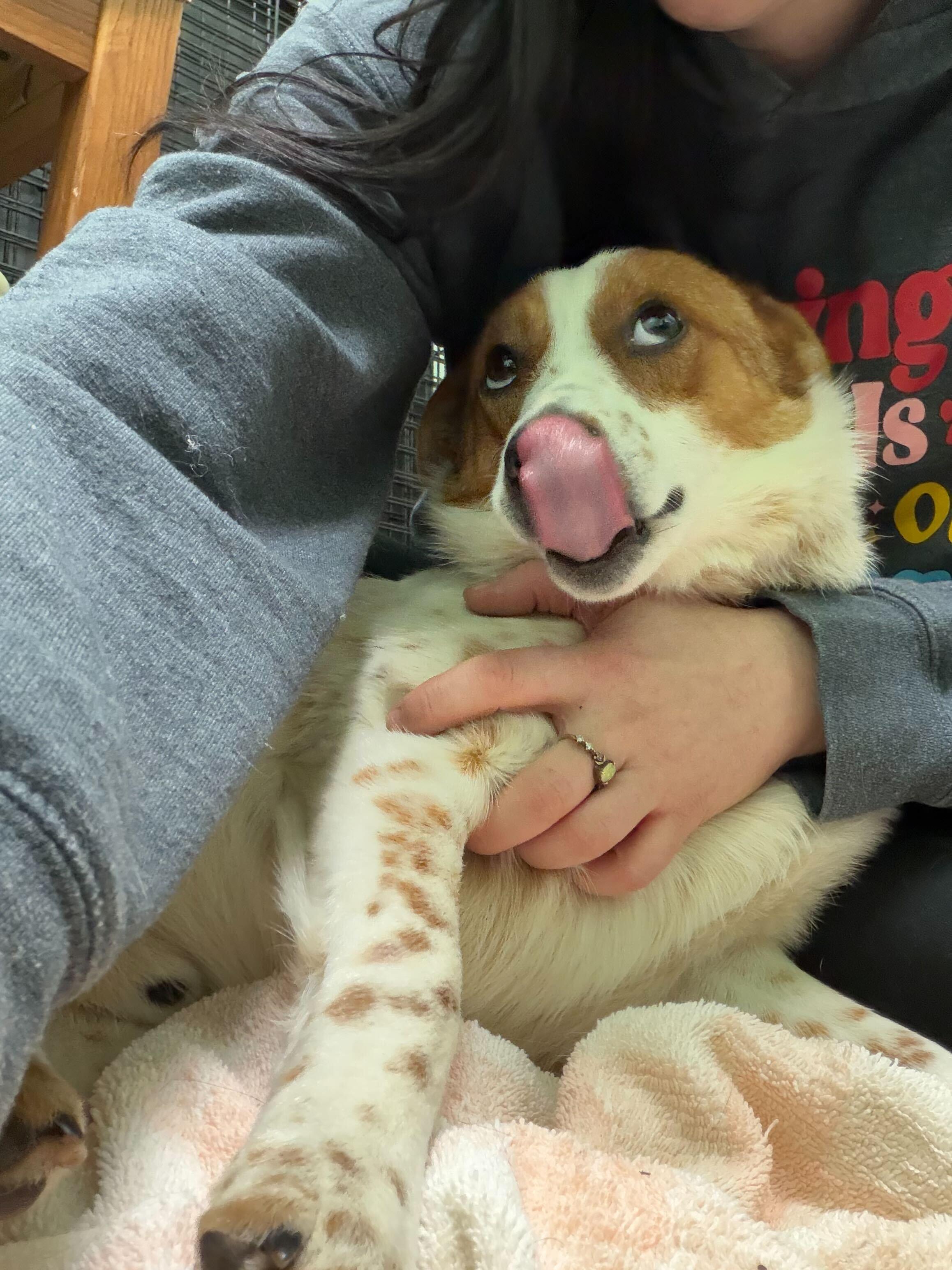 Enlarge Starlight , a ADOPTABLE mixed breed in Cedar Rapids, IA image 5/6