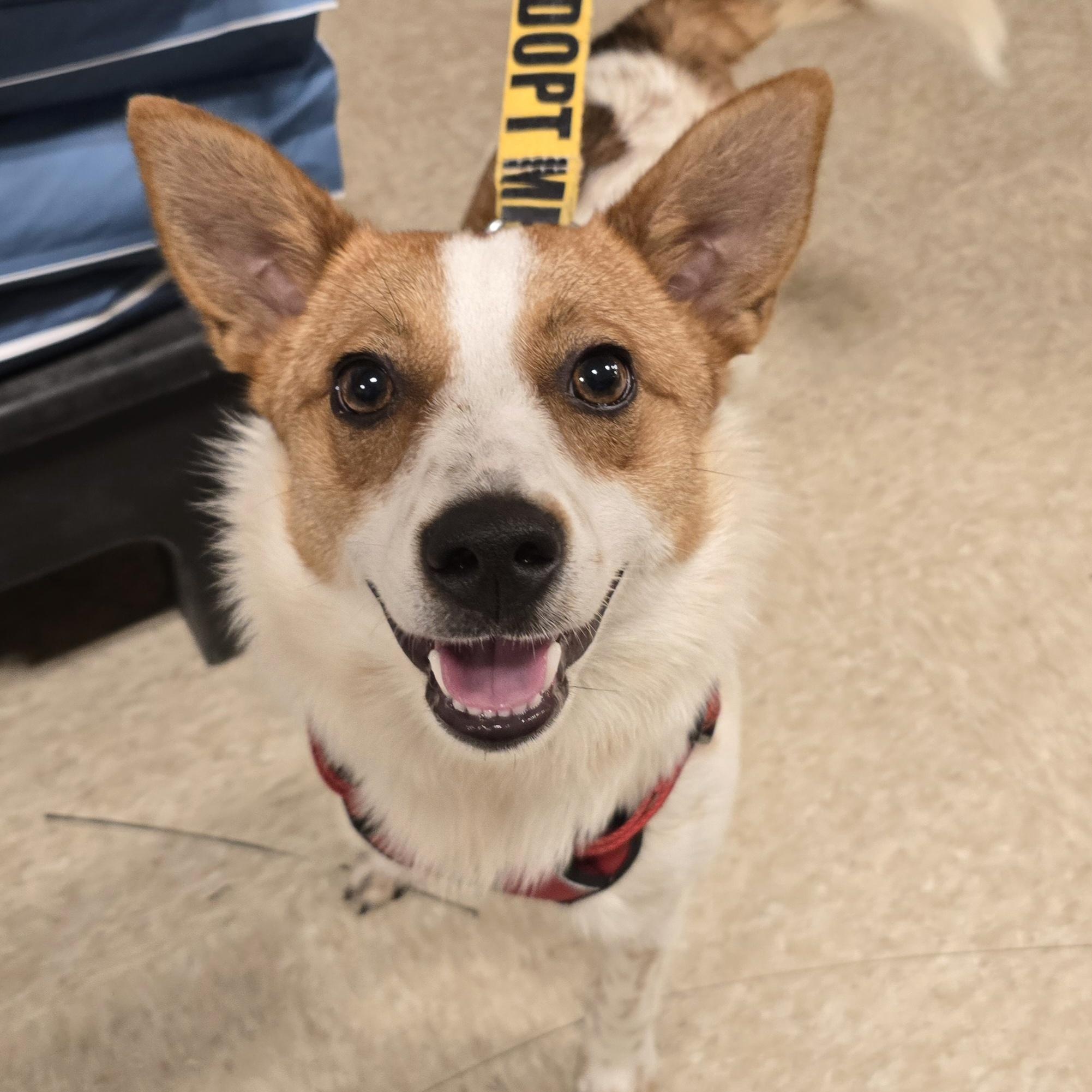 Enlarge Starlight , a ADOPTABLE mixed breed in Cedar Rapids, IA image 1/6