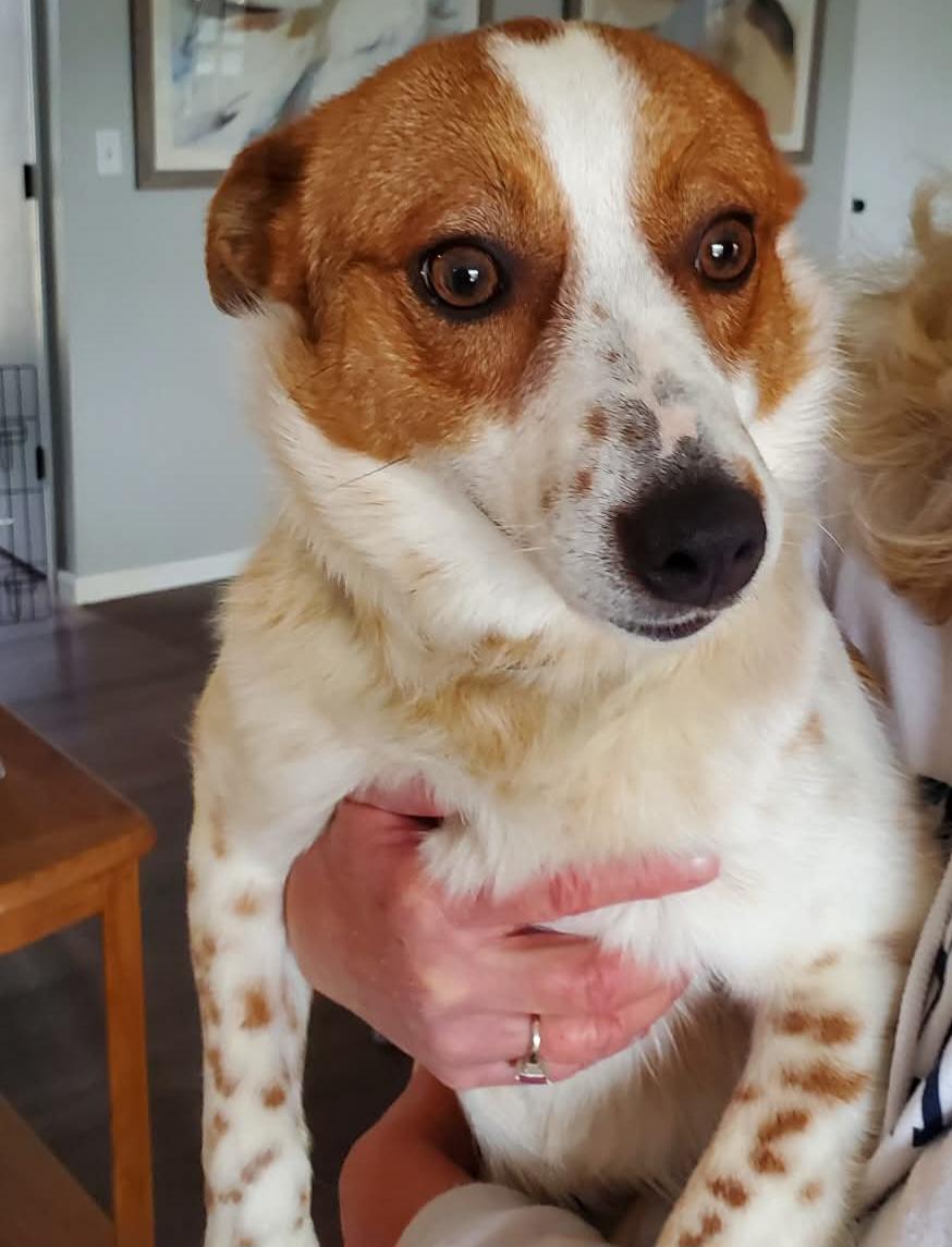 Enlarge Starlight , a ADOPTABLE mixed breed in Cedar Rapids, IA image 2/6