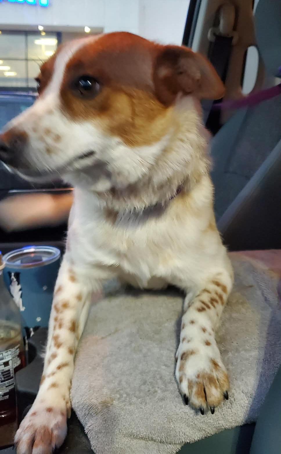 Enlarge Starlight , a ADOPTABLE mixed breed in Cedar Rapids, IA image 3/6