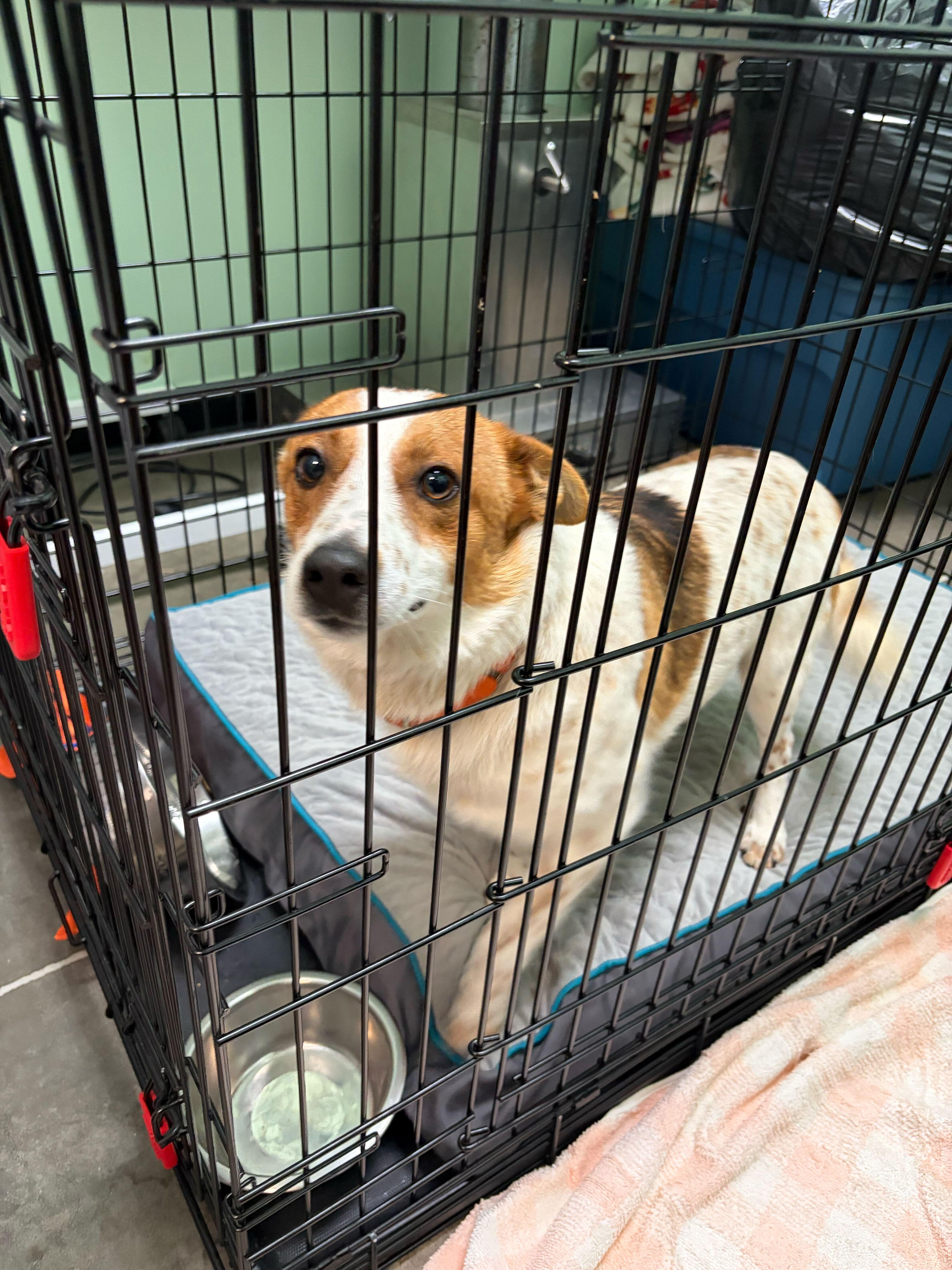 Enlarge Starlight , a ADOPTABLE mixed breed in Cedar Rapids, IA image 6/6