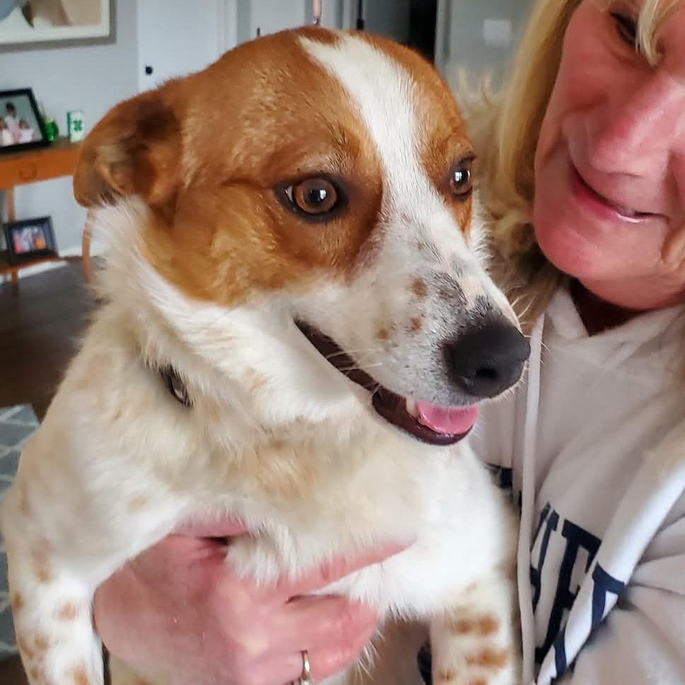 Starlight , ADOPTABLE, Young Male Australian Cattle Dog / Blue Heeler.