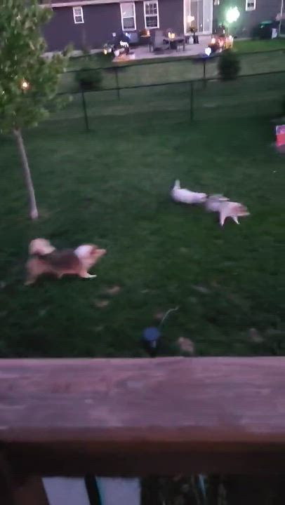 Enlarge Starlight , a ADOPTABLE mixed breed in Cedar Rapids, IA video 6/6