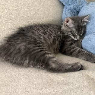 Tank - In Foster, Adoptable, Young Male Domestic Short Hair.