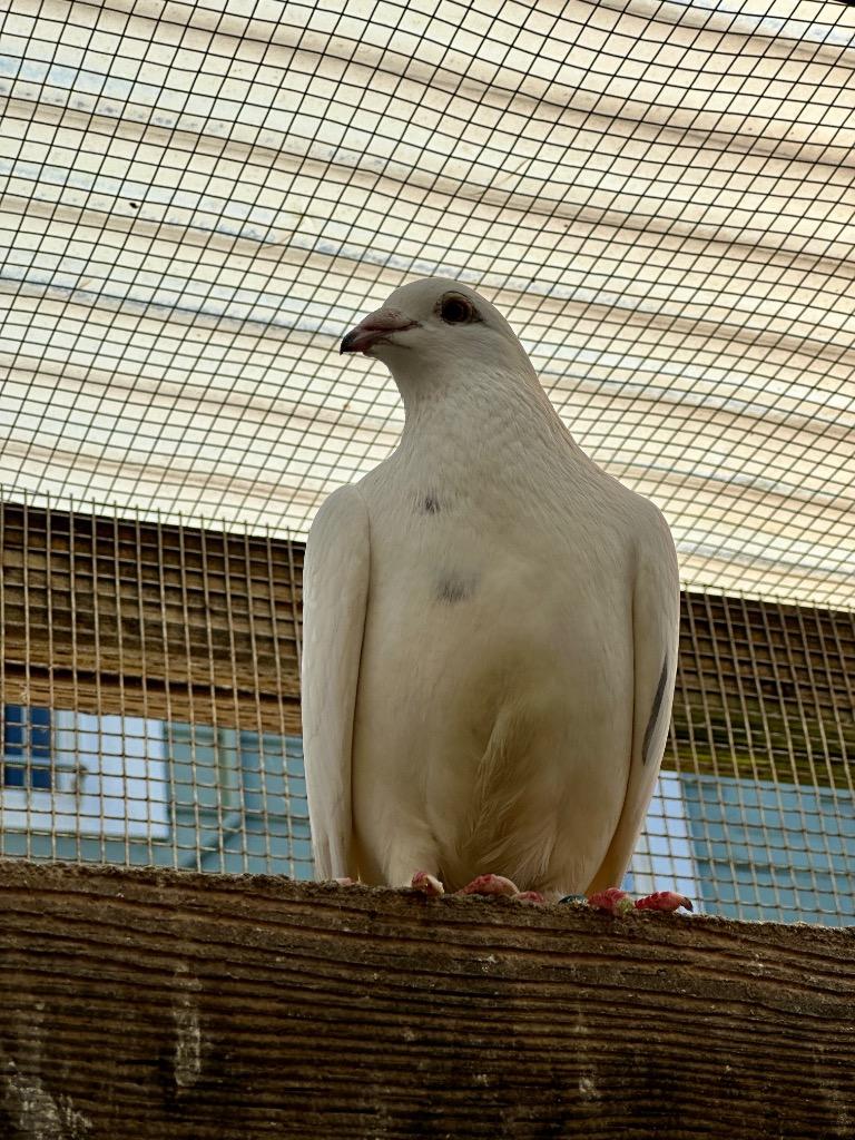 Enlarge Havoc, a Adoptable Pigeon in San Francisco, CA image 1/4