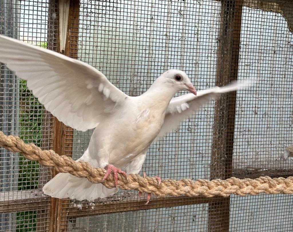 Enlarge Havoc, a Adoptable Pigeon in San Francisco, CA image 3/4
