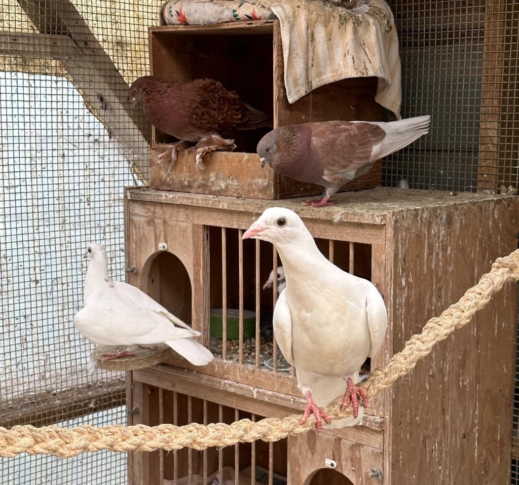 Enlarge Havoc, a Adoptable Pigeon in San Francisco, CA image 4/4