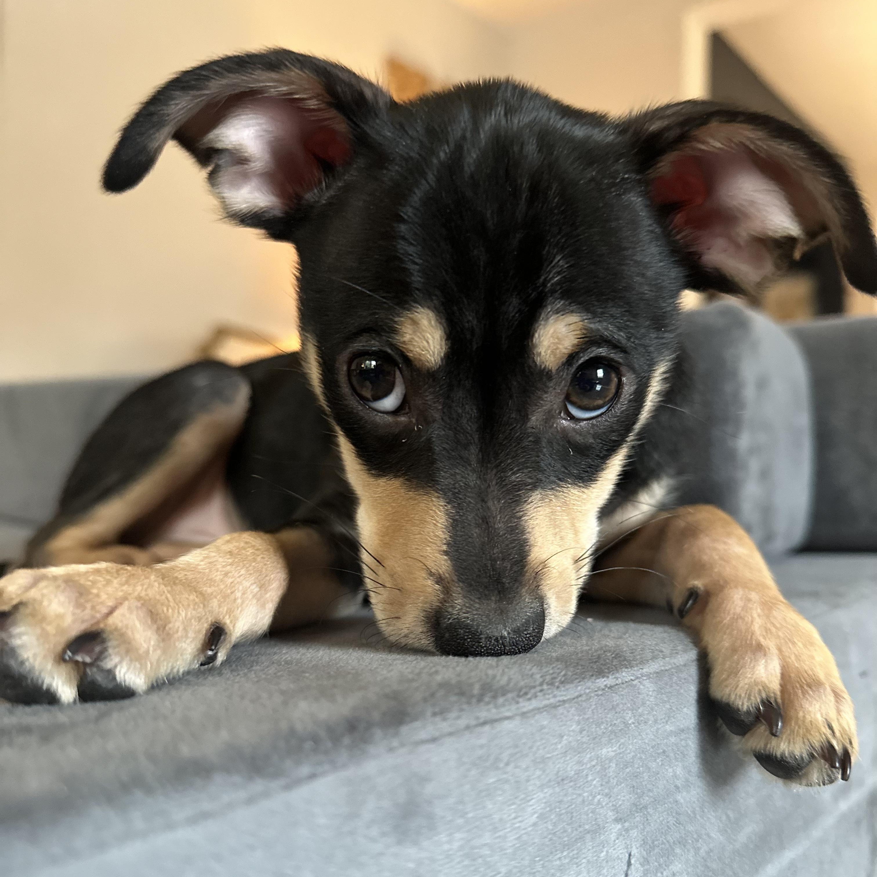 Enlarge Clark, a Adoptable mixed breed in Bernardsville, NJ image 4/6