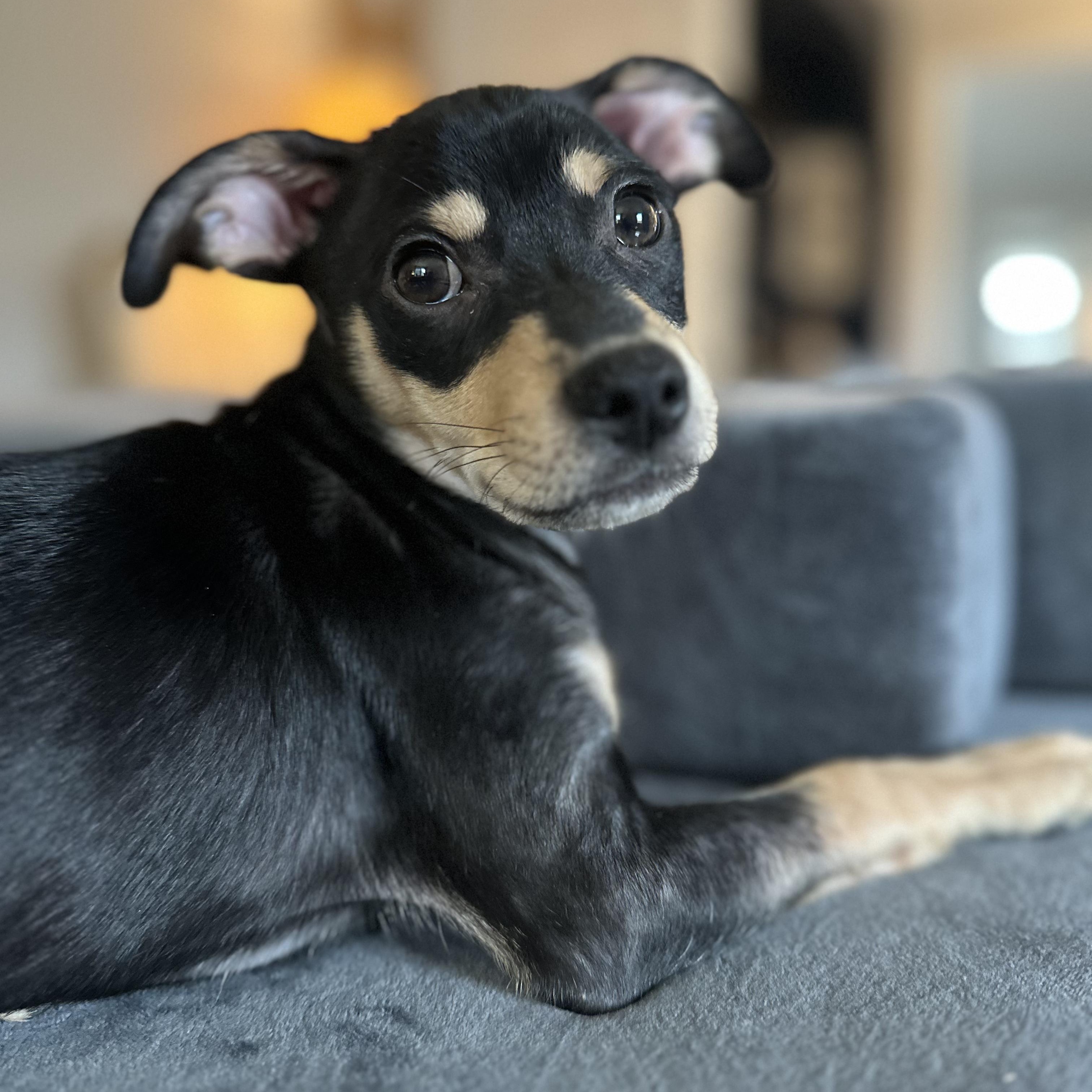 Enlarge Clark, a Adoptable mixed breed in Bernardsville, NJ image 5/6