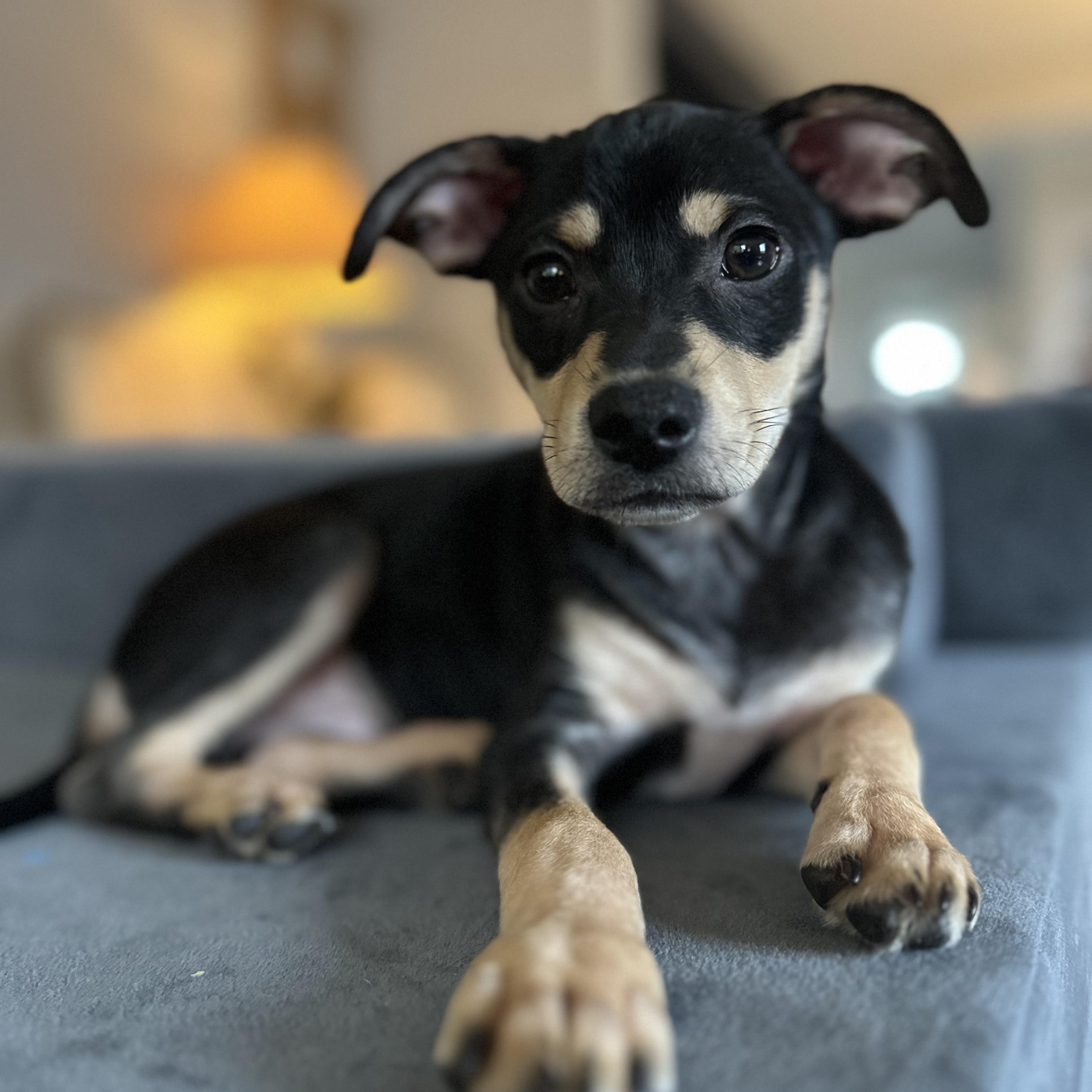 Enlarge Clark, a Adoptable mixed breed in Bernardsville, NJ image 1/6