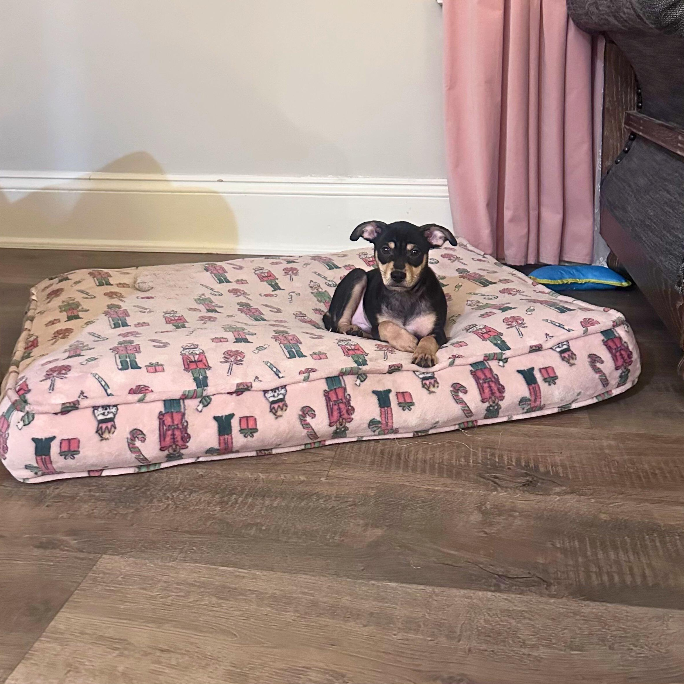 Enlarge Clark, a Adoptable mixed breed in Bernardsville, NJ image 3/6