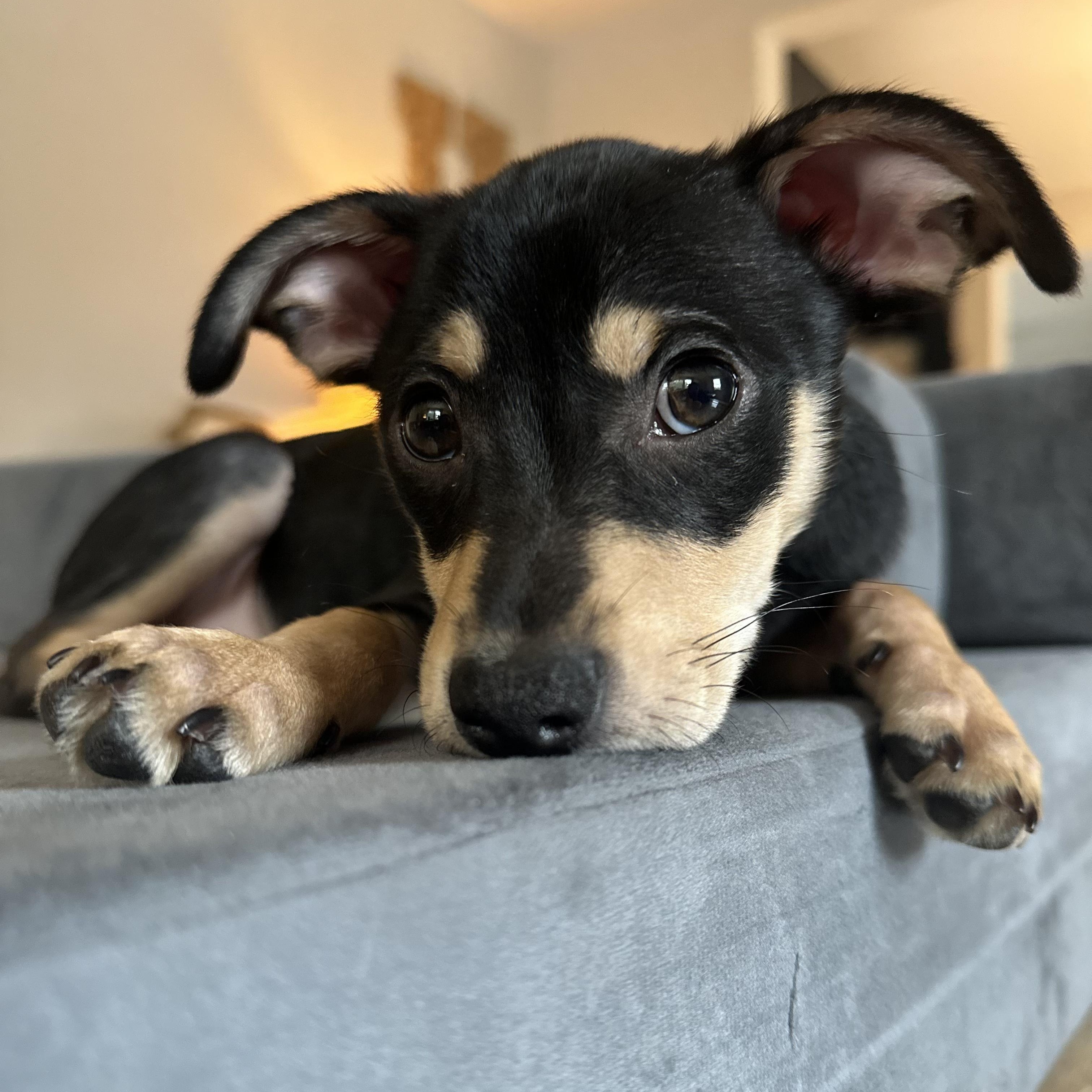 Enlarge Clark, a Adoptable mixed breed in Bernardsville, NJ image 6/6