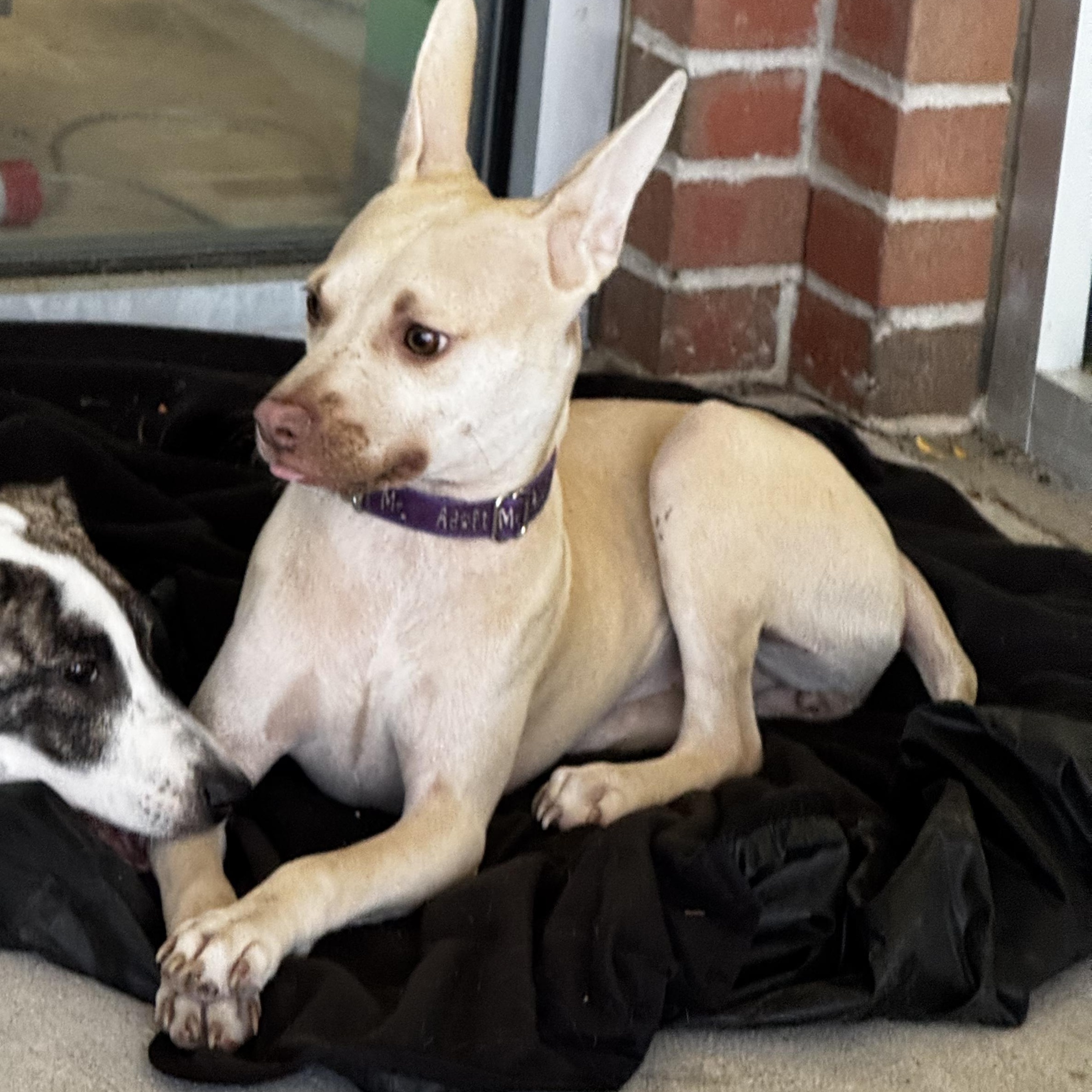 Enlarge Gretta, a Adoptable mixed breed in Portland, ME image 4/6