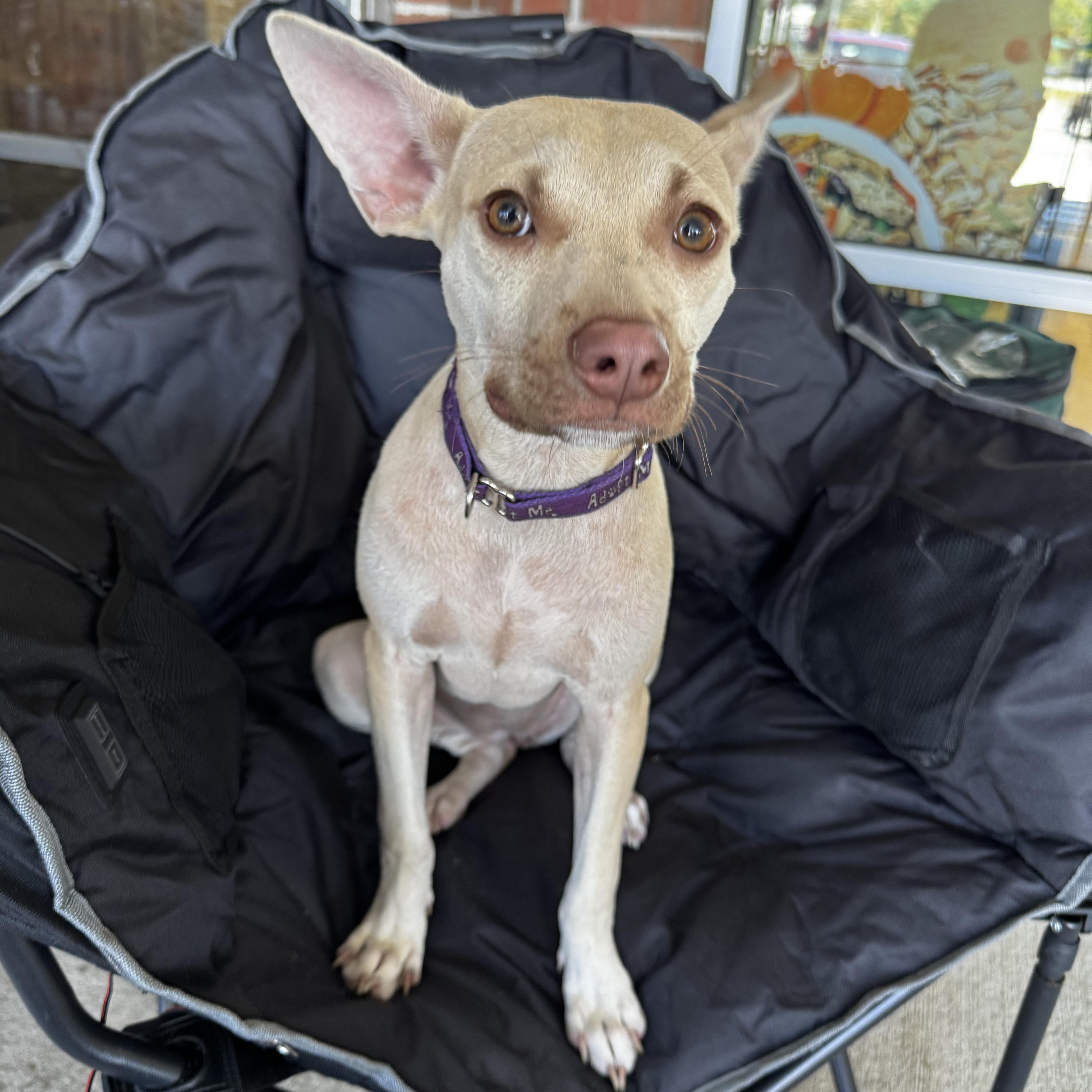 Enlarge Gretta, a Adoptable mixed breed in Portland, ME image 5/6