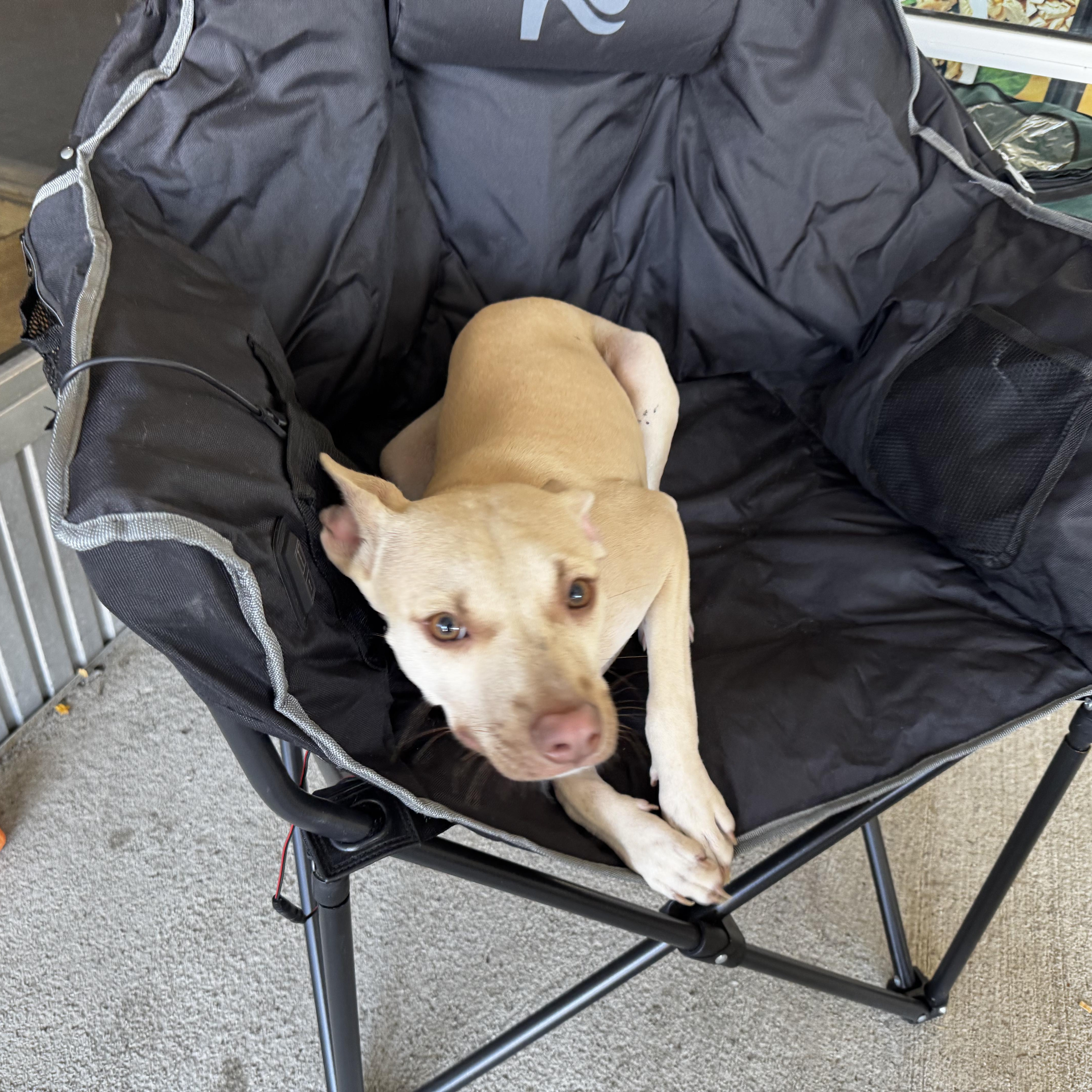 Enlarge Gretta, a Adoptable mixed breed in Portland, ME image 6/6