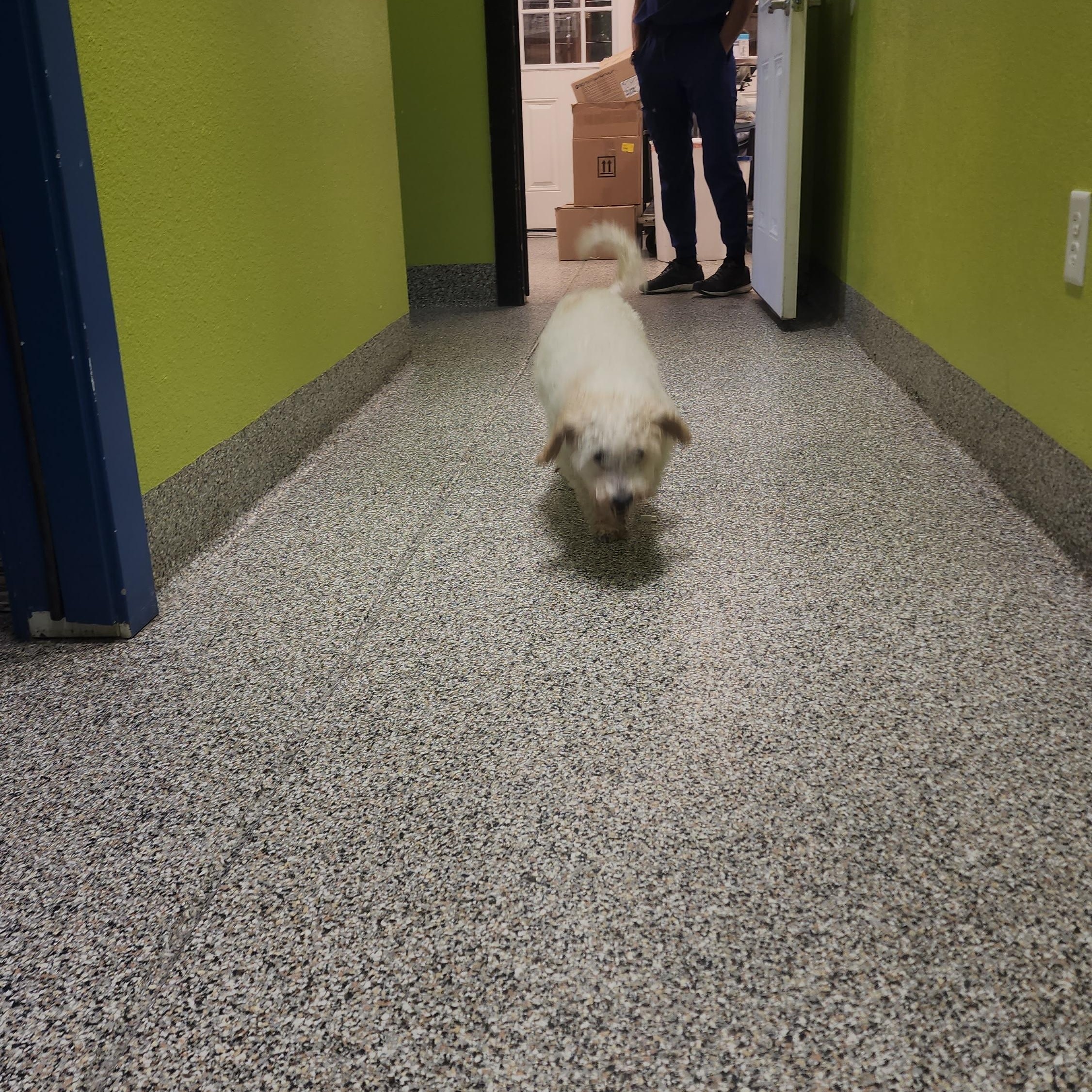 Enlarge Pollo, an adopted Miniature Poodle in Wheat Ridge, CO image 3/6