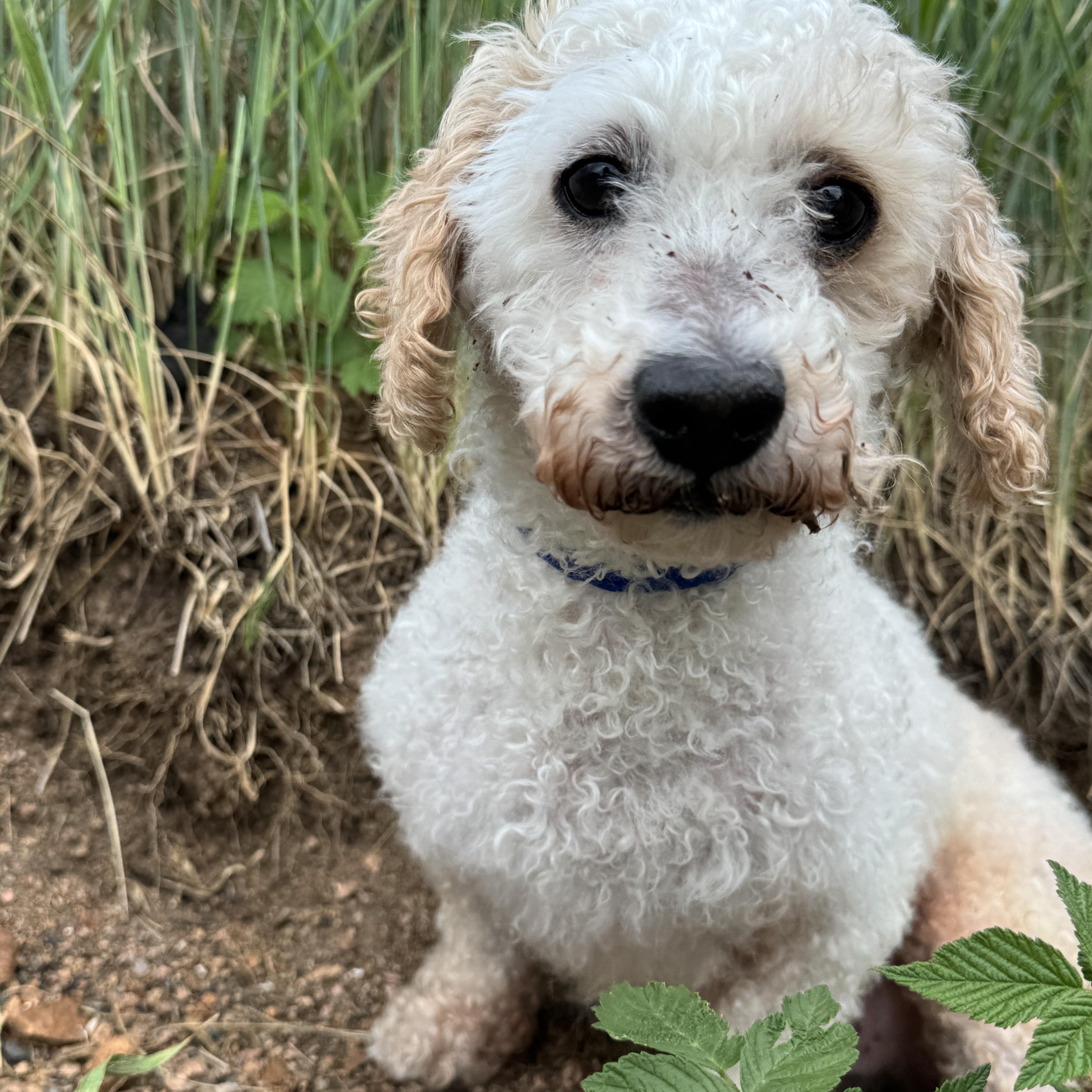 Enlarge Pollo, an adopted Miniature Poodle in Wheat Ridge, CO image 5/6