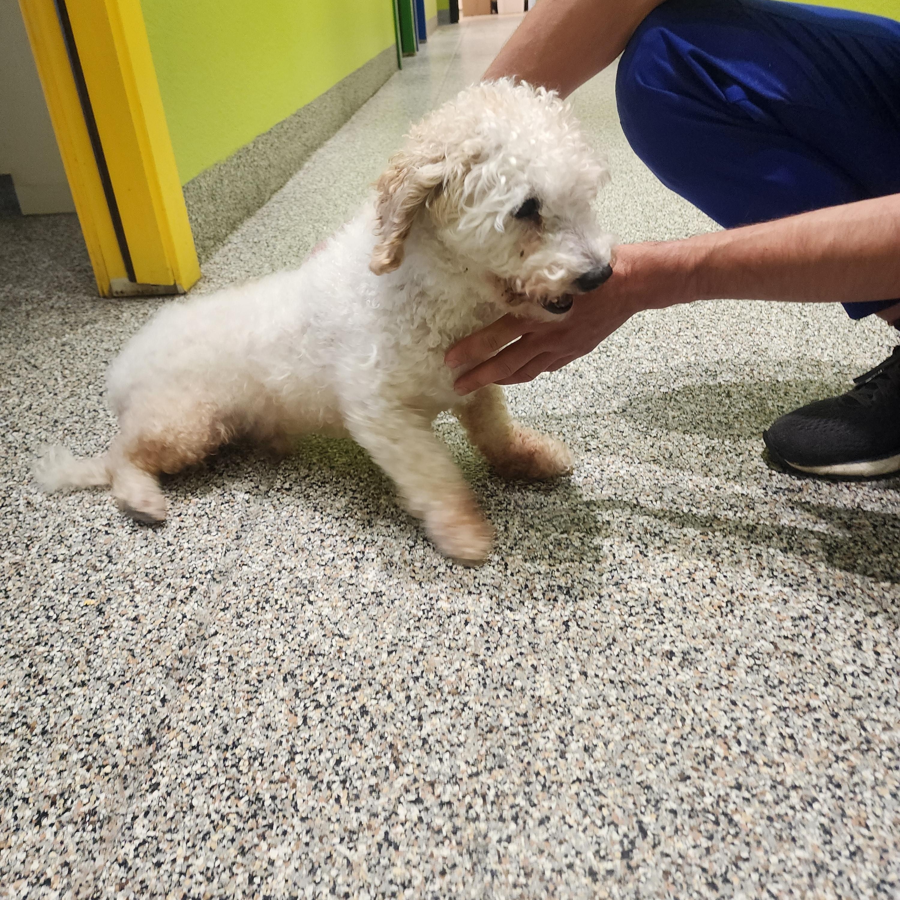 Enlarge Pollo, an adopted Miniature Poodle in Wheat Ridge, CO image 2/6