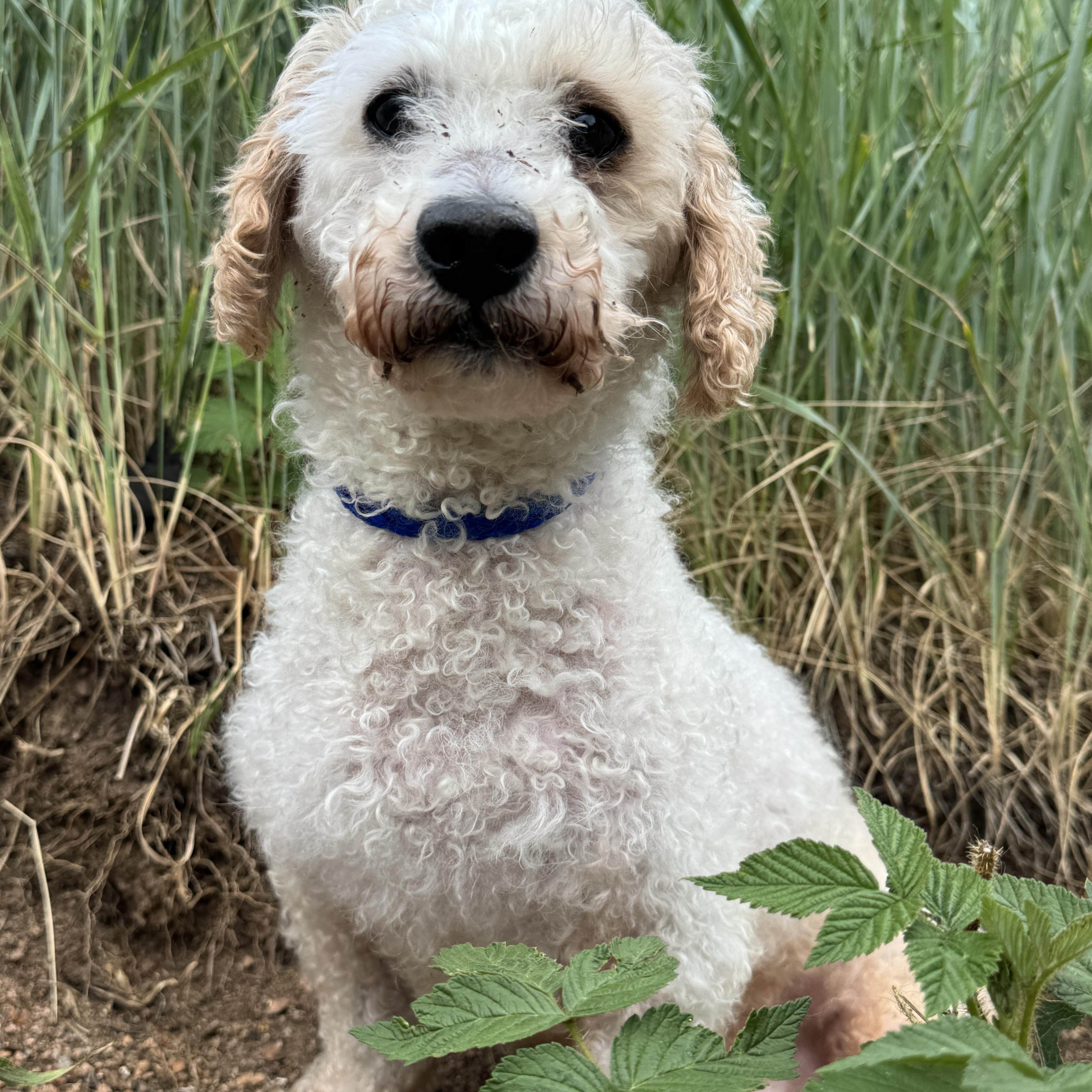 Pollo, adopted, Senior Male Miniature Poodle.