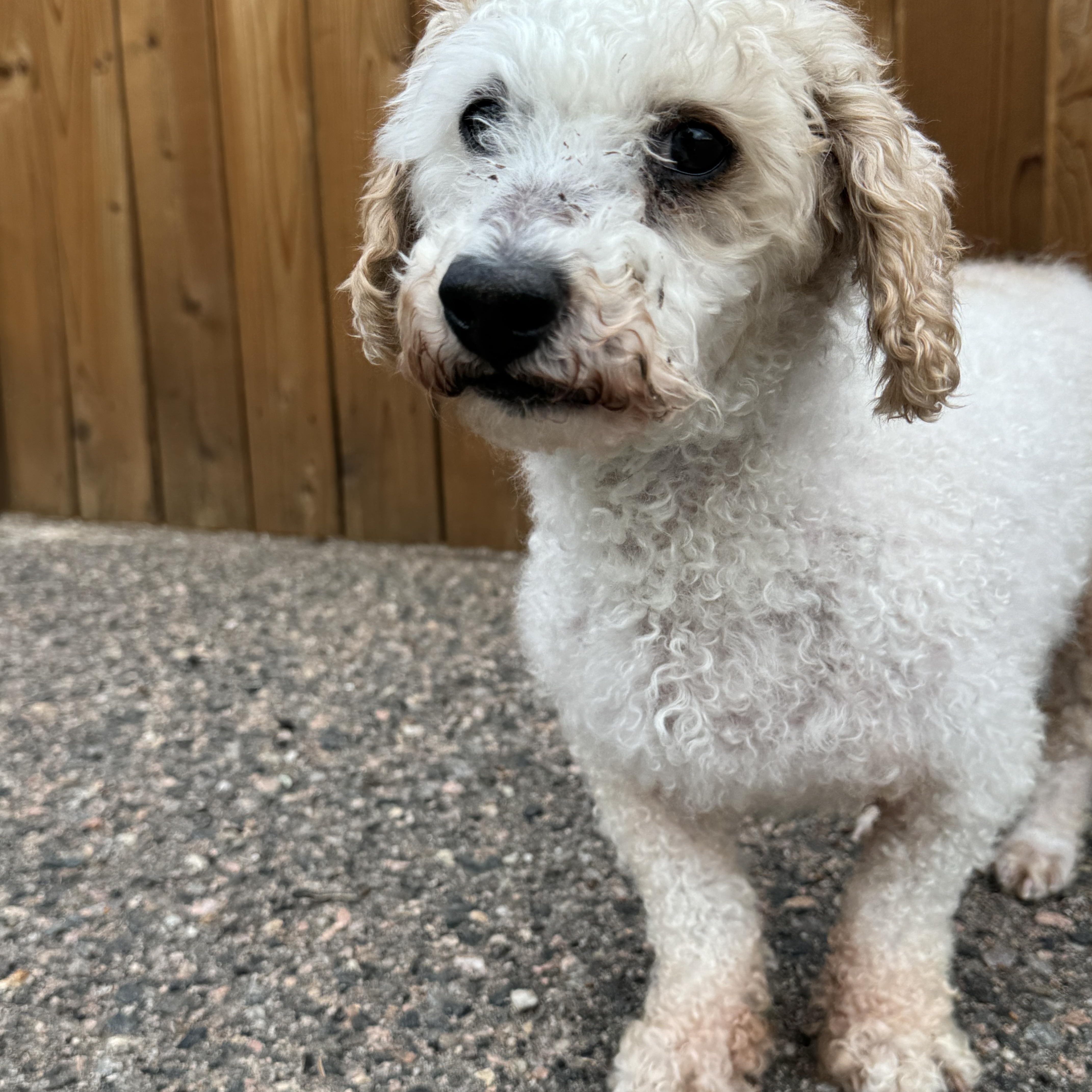 Enlarge Pollo, an adopted Miniature Poodle in Wheat Ridge, CO image 4/6