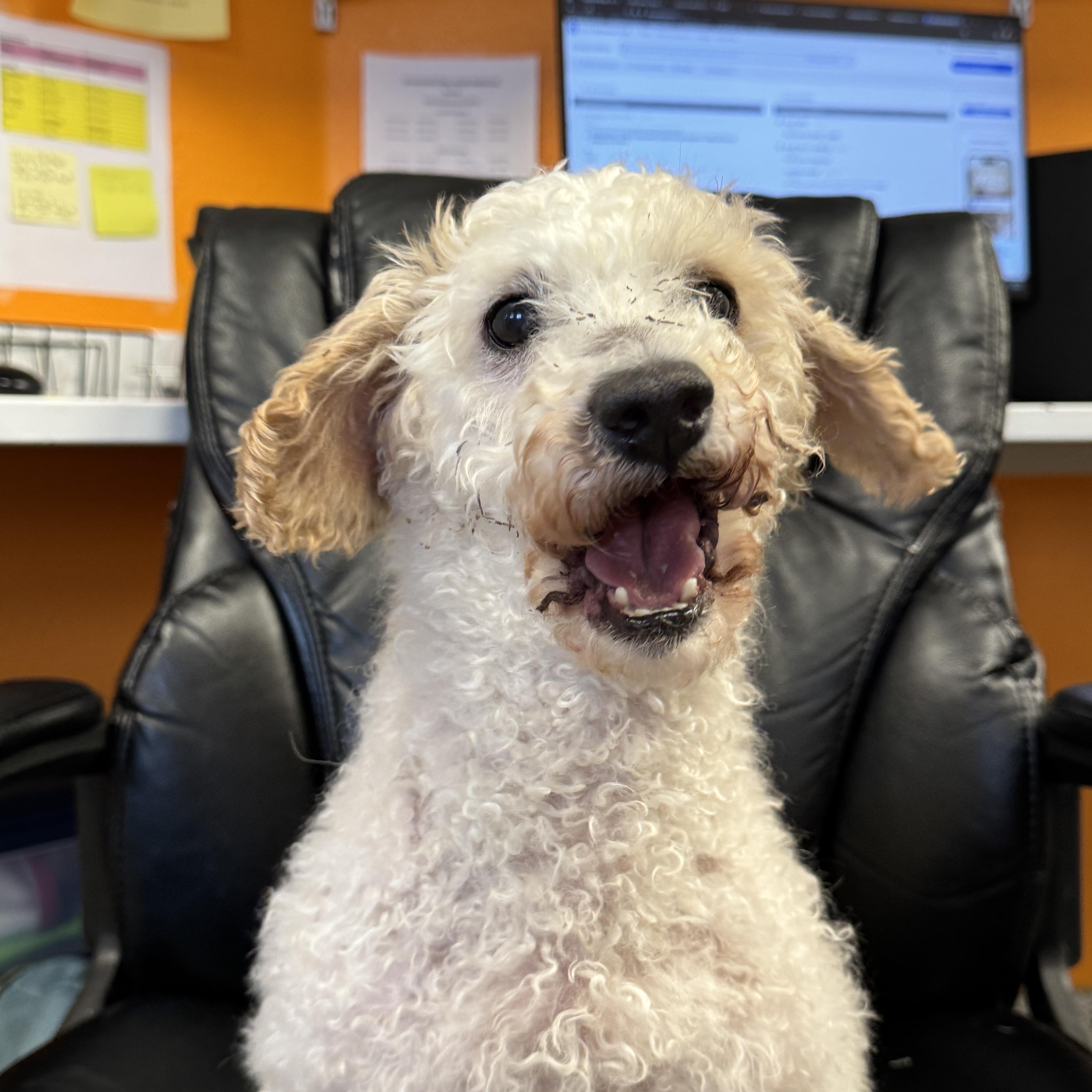 Enlarge Pollo, an adopted Miniature Poodle in Wheat Ridge, CO image 6/6