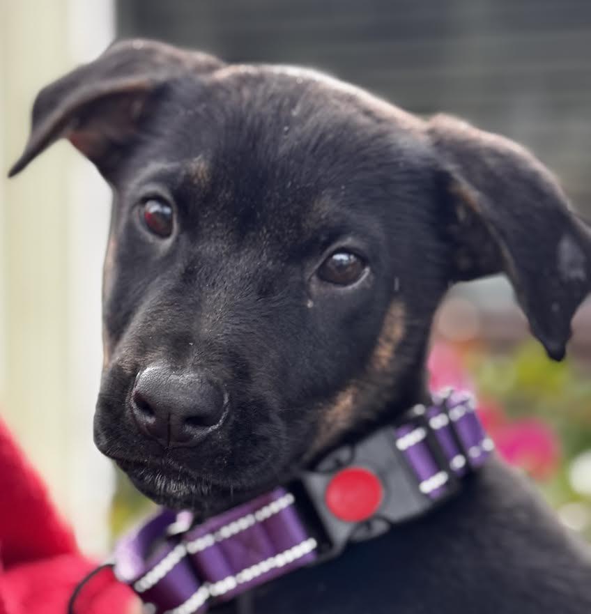 Easy, Adoptable, Young Male German Shepherd Dog.