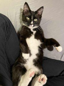 Phineas, Adoptable, Kitten Male Domestic Short Hair.